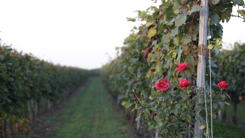 Vines with red roses in the foreground.