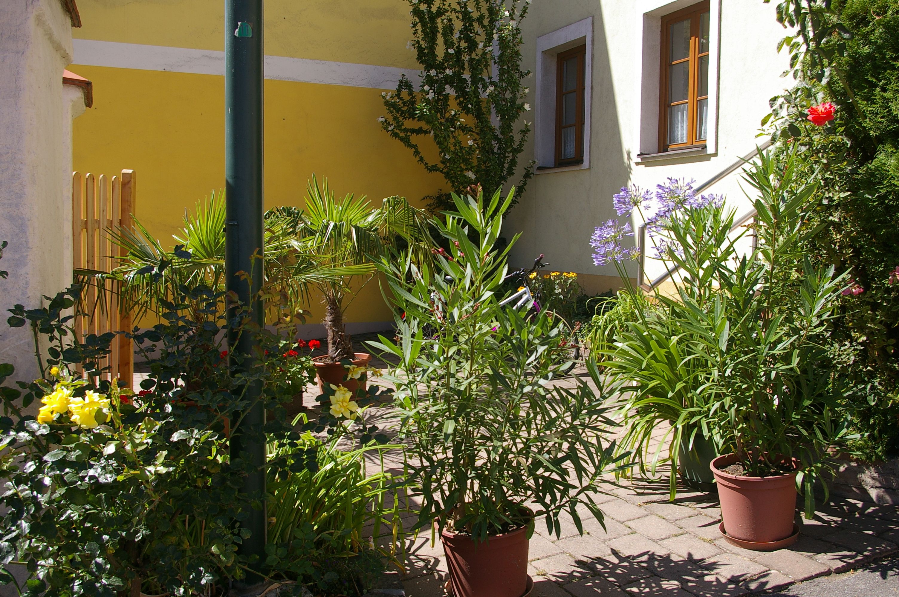 A sunny courtyard with various plants in pots, including palm trees and flowering shrubs, in front of a yellow house wall.