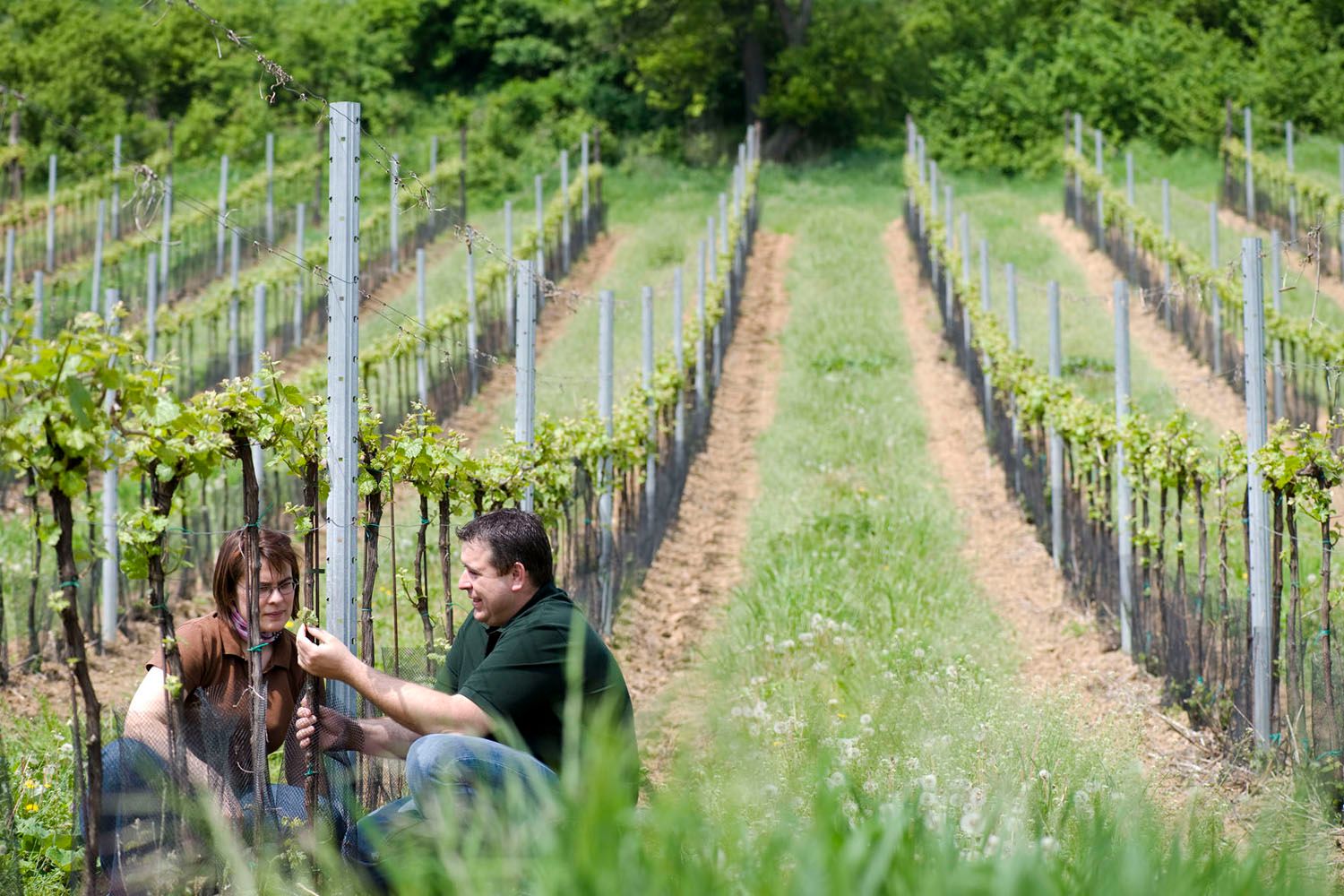 Zwei Personen arbeiten in einem Weingarten.