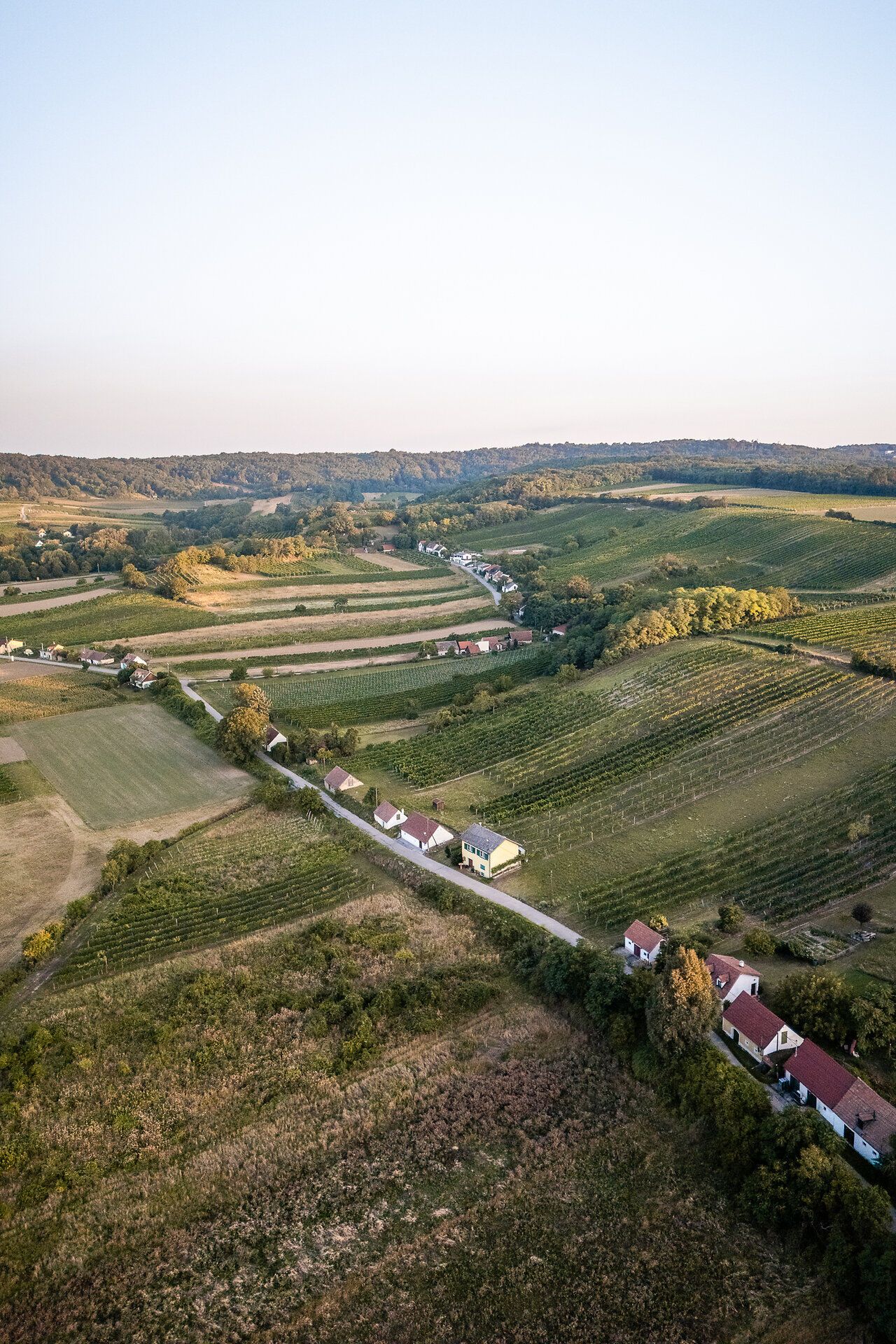 Eingebettet in Weingärten und die sanft-hügelige Landschaft des Weinviertels liegt eine Kellergasse mit Presshäusern und Kellern.