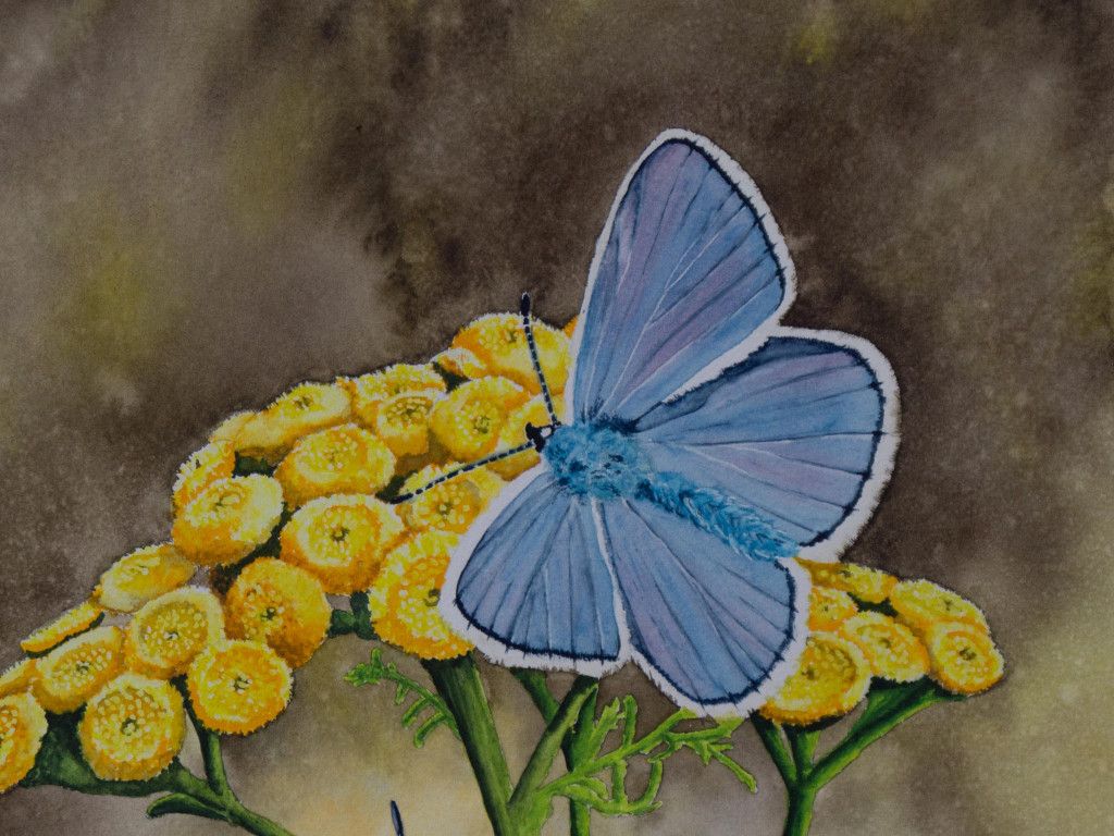 Aquarell_Bläulinge, ein Hauch von Sommer