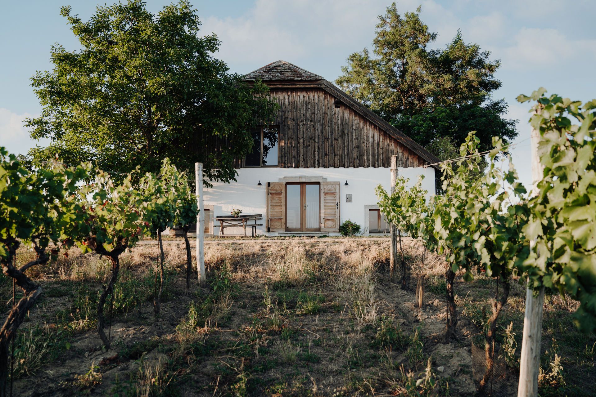 Ein Haus inmitten von Weinbergen mit grünem Laub und einem großen Baum daneben.