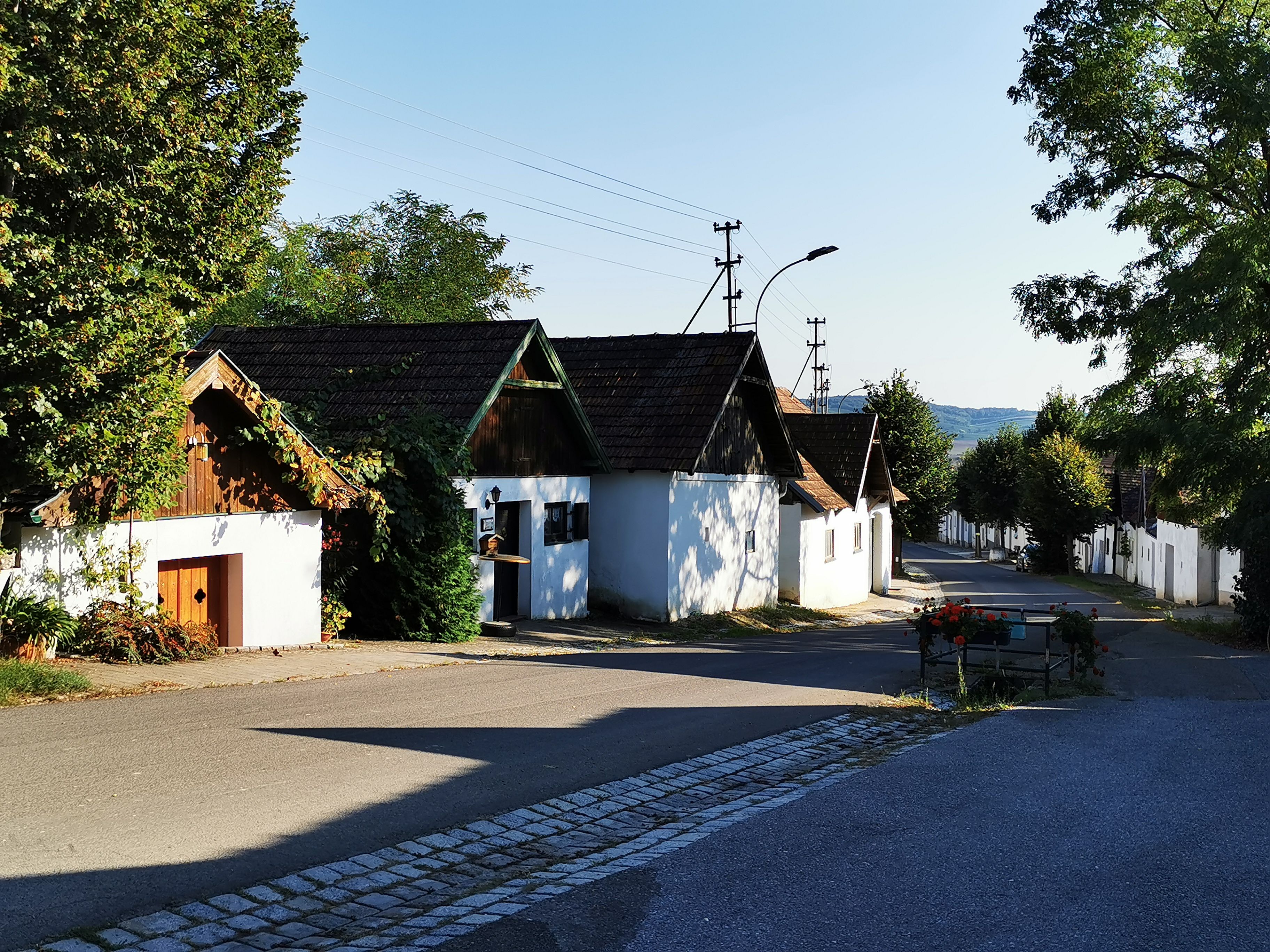 Kellergasse mit weißen Häusern und Bäumen bei Sonnenschein.