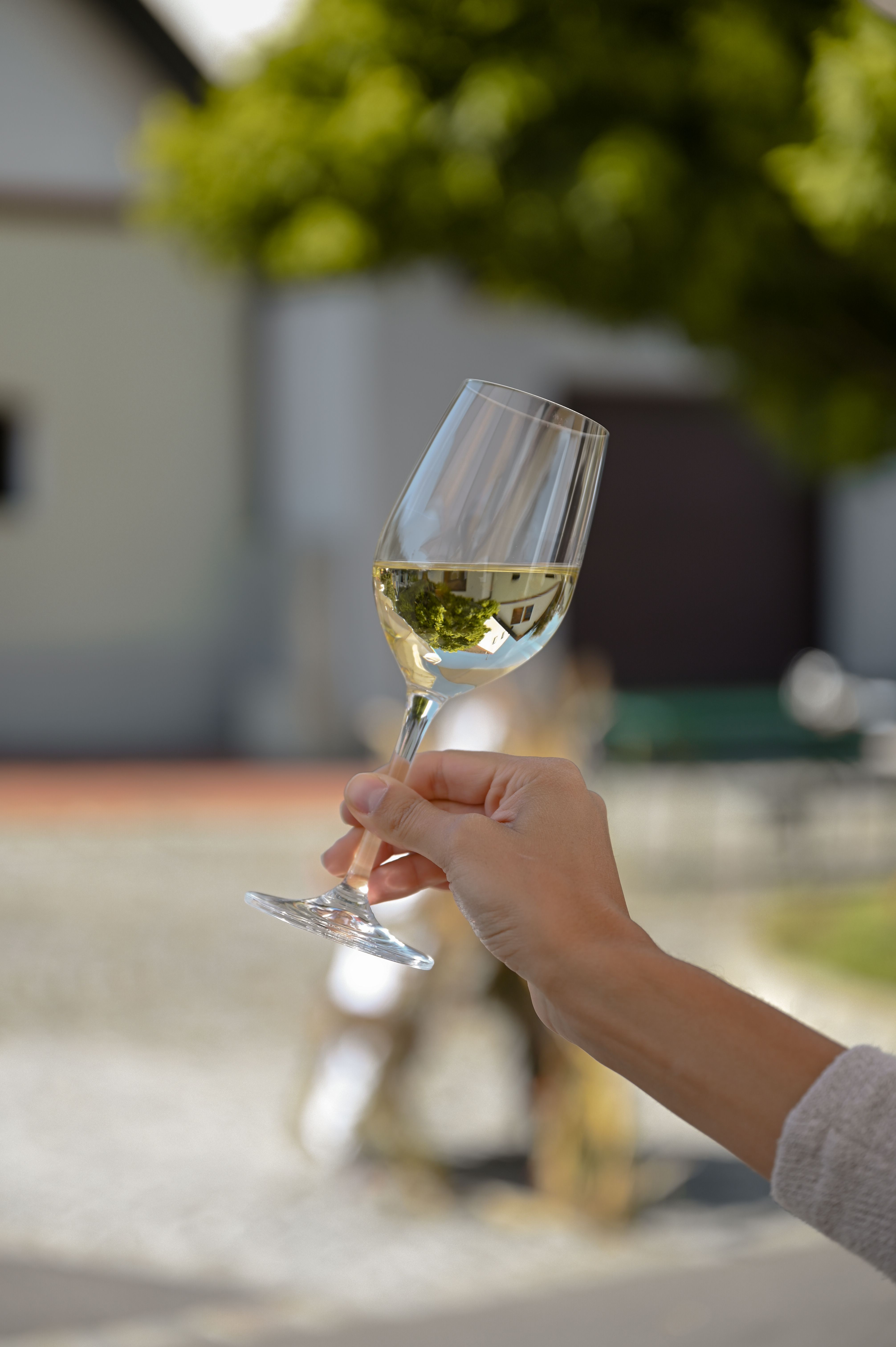 A hand holds a wine glass with white wine outside, blurred background with trees and buildings.