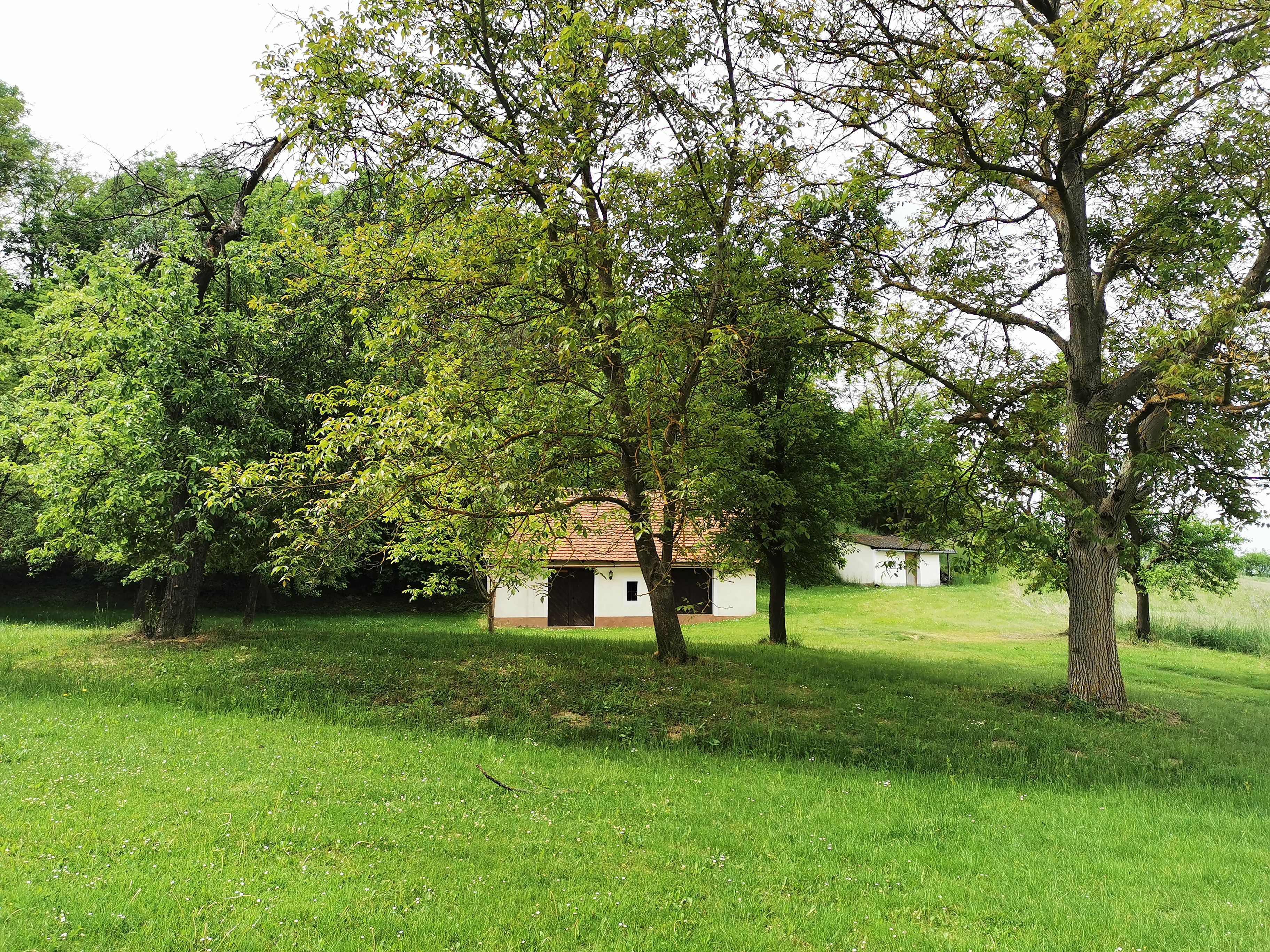 Grüne Wiese mit Bäumen und einem kleinen weißen Gebäude im Hintergrund.