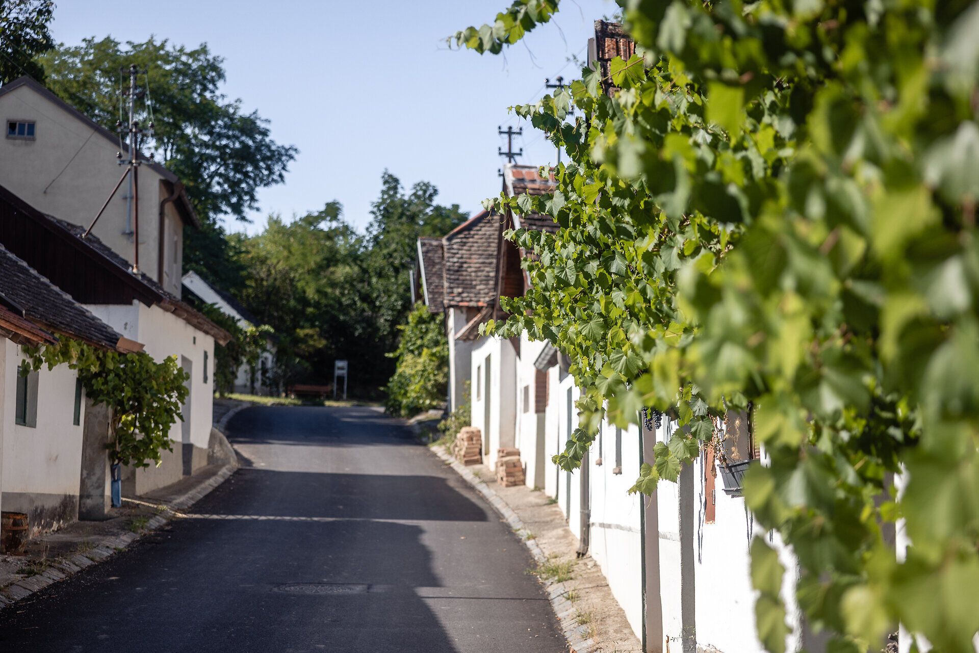 Presshäuser reihen sich in einer Kellergasse aneinander, manche sind mit Weinlaub bewachsen.