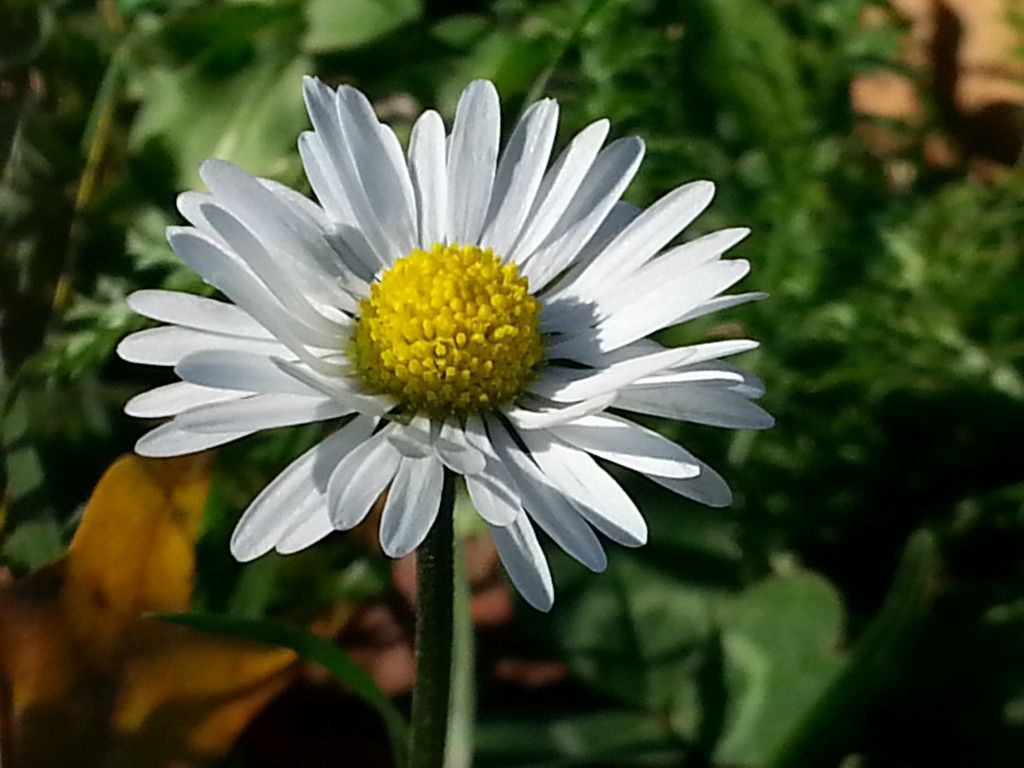 Gänseblümchen
