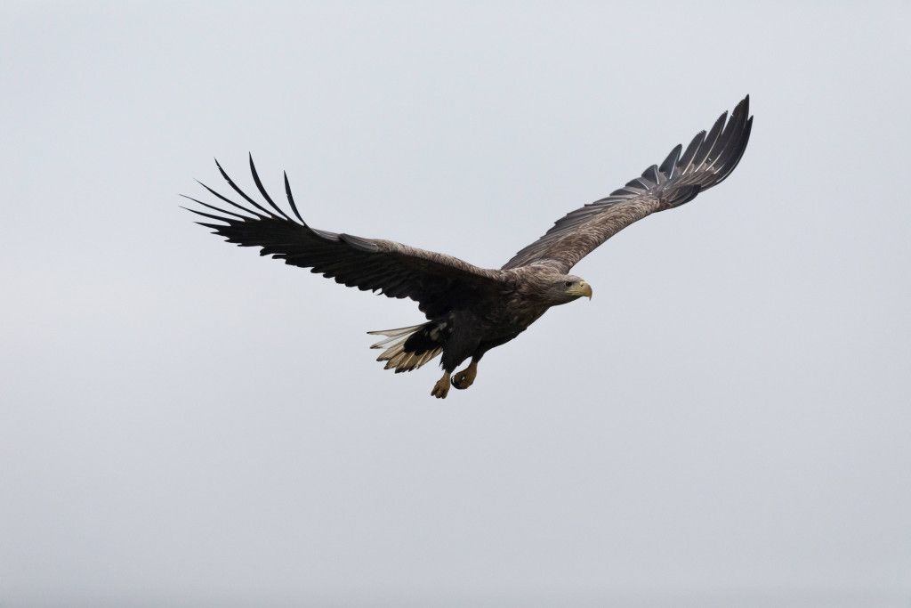 Seeadler