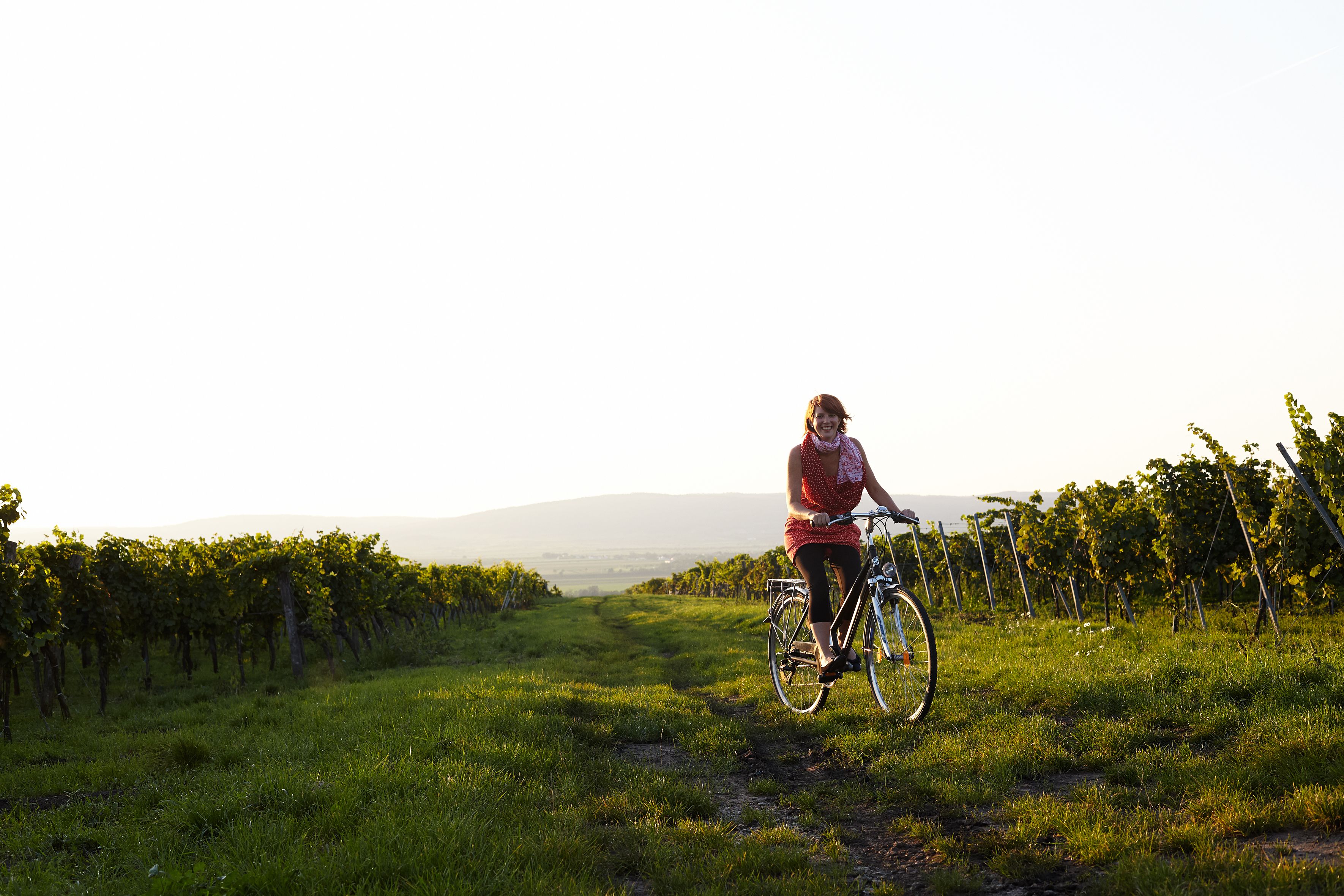 Person fährt Fahrrad durch einen Weinberg bei Sonnenuntergang.