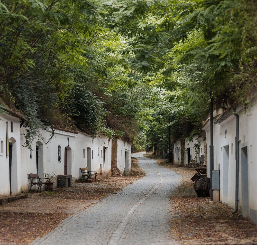 Eine Hohlwegkellergasse mit Kopfsteinpflaster ist mit Robinien überwachsen, weiß gekalkte Keller liegen links und rechts im Löss.