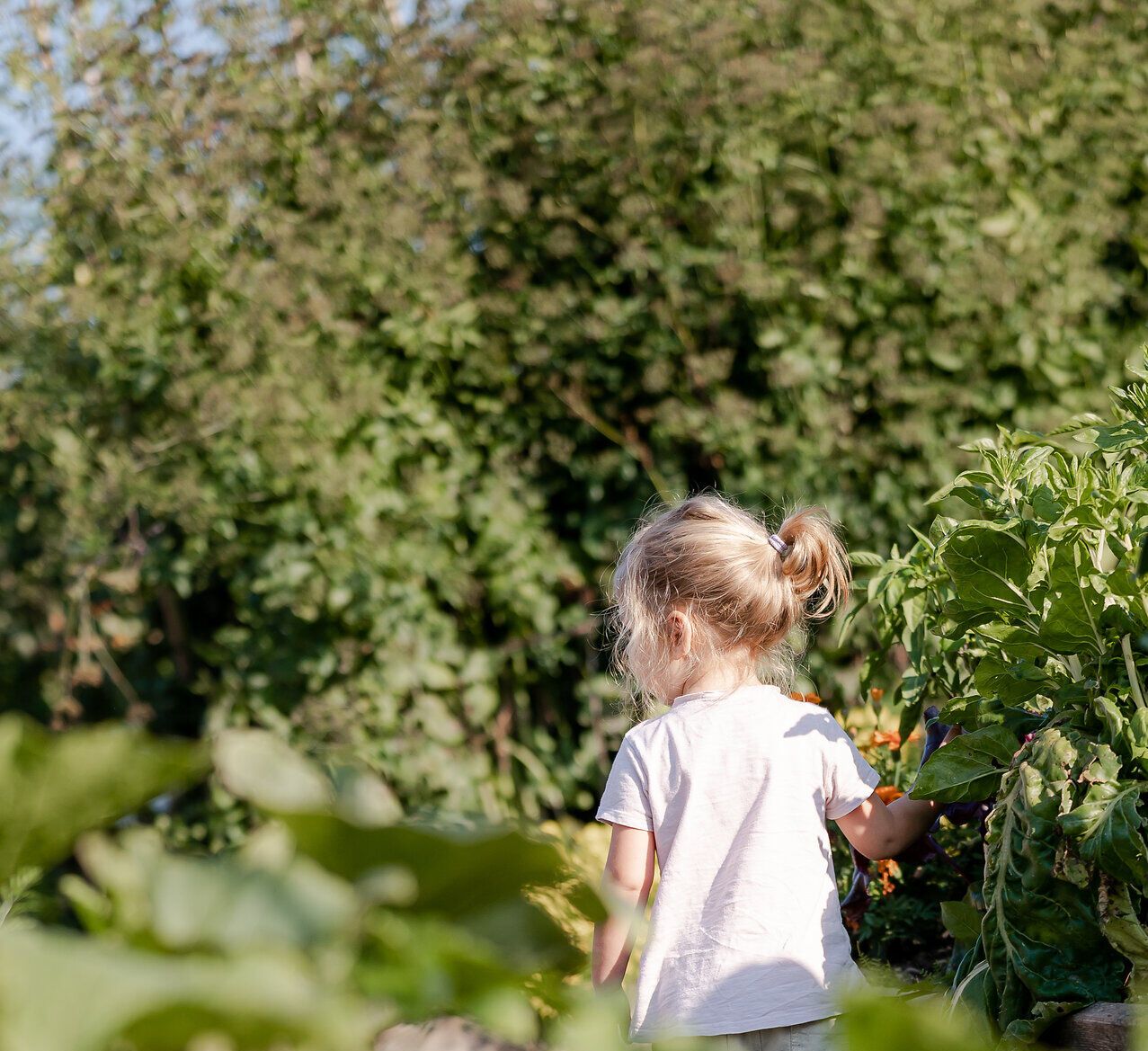 Ein kleines Kind erkundet neugierig die üppigen Pflanzen in einem Garten, umgeben von der warmen Sonne und dem sanften Rascheln der Blätter. Die frische Luft und die lebendigen Farben der Natur schaffen eine einladende Atmosphäre für Familienausflüge.