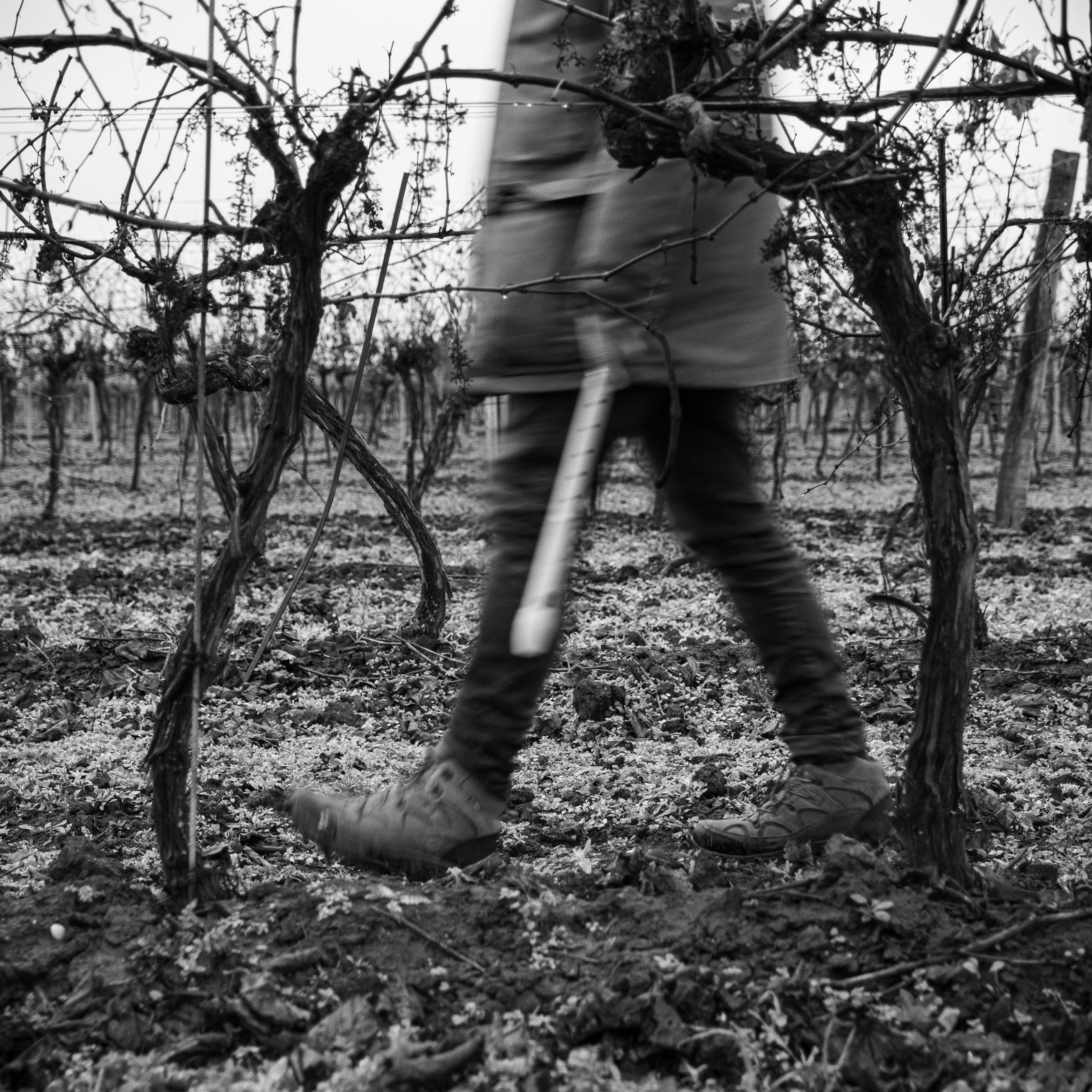 Wanderung im Weingarten