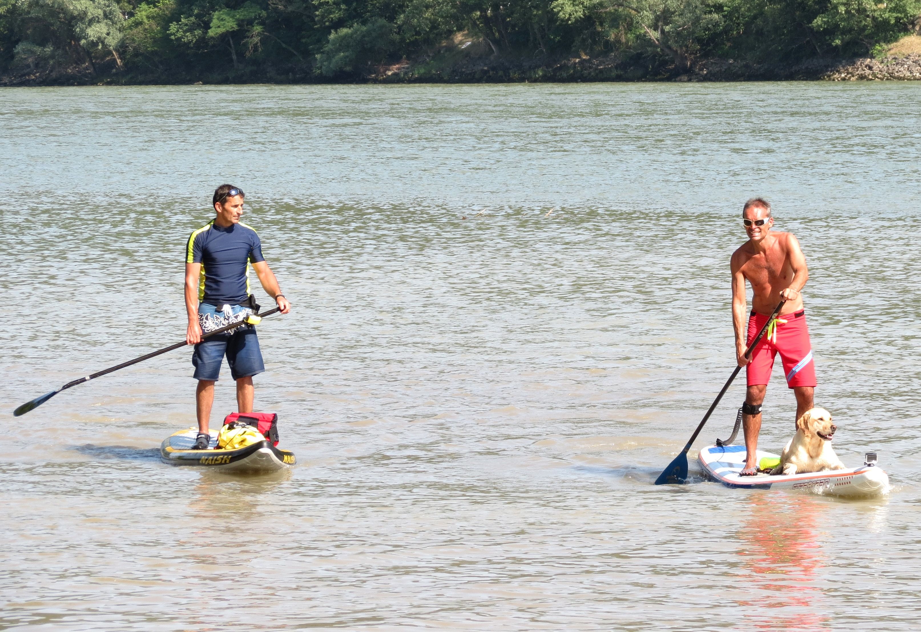 Zwei Männer beim Stand-up-Paddeln auf einem Fluss, einer mit einem Hund auf dem Board.
