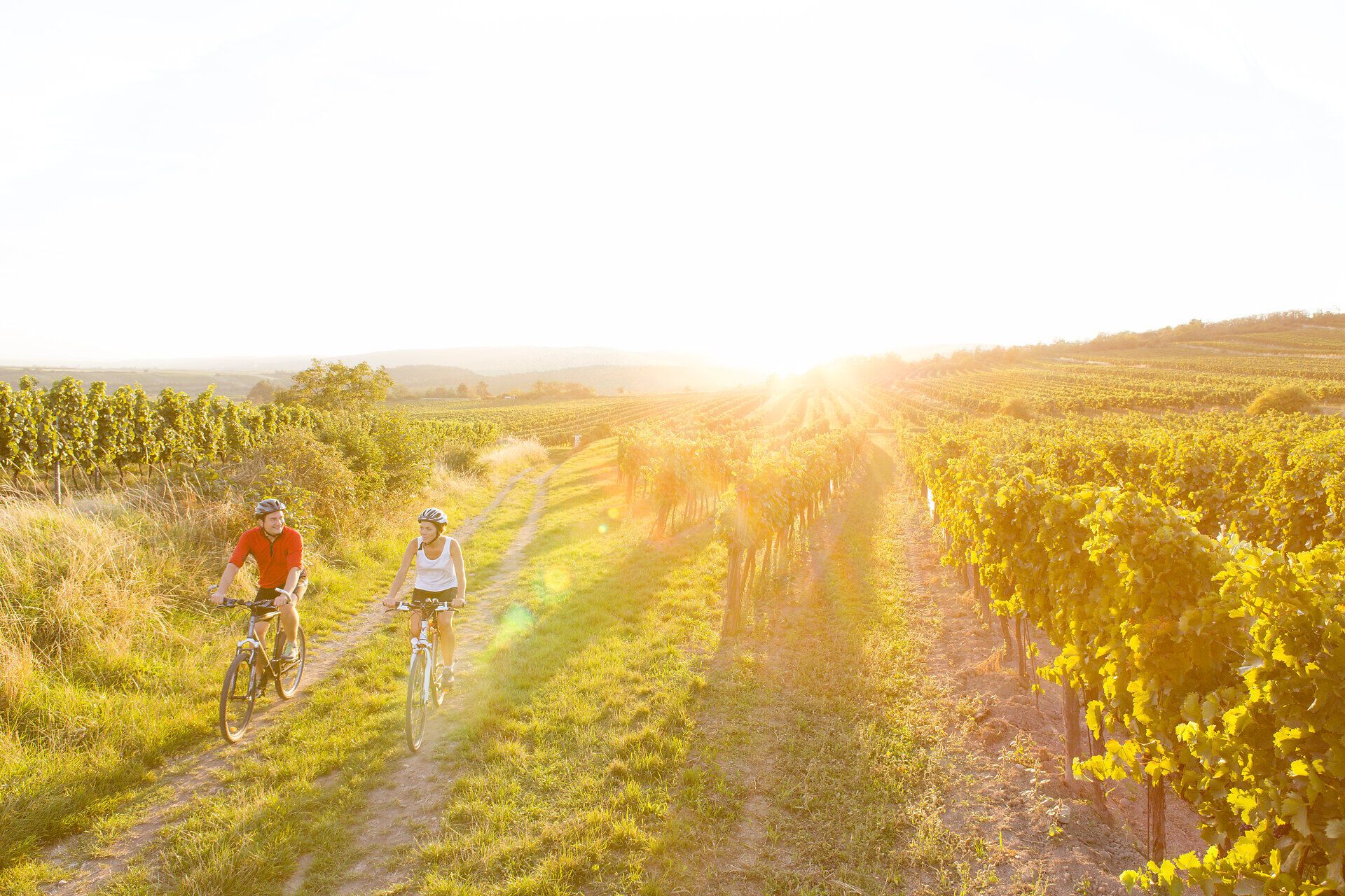 Die sanften Hügel des Weinviertels laden zu einer entspannten Radtour ein, während die goldene Abendsonne die Weinreben in warmes Licht taucht. Radfahrer genießen die malerische Landschaft und die frische Luft, während sie durch die idyllischen Weinberge gleiten.