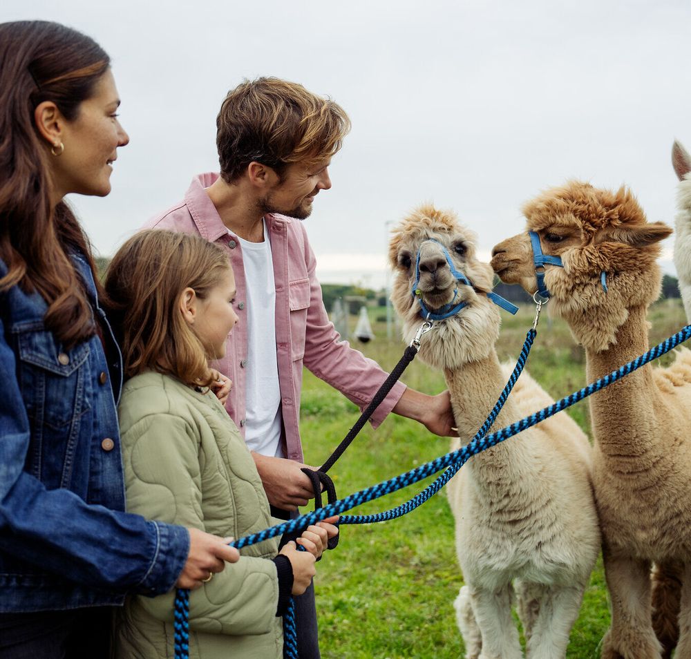 Eine Familie genießt einen unvergesslichen Tag in der Natur, während sie liebevoll ihre Alpakas führen. Die sanfte Brise und das Lächeln der Kinder schaffen eine harmonische Atmosphäre, die die Freude am Zusammensein und an den Tieren widerspiegelt.