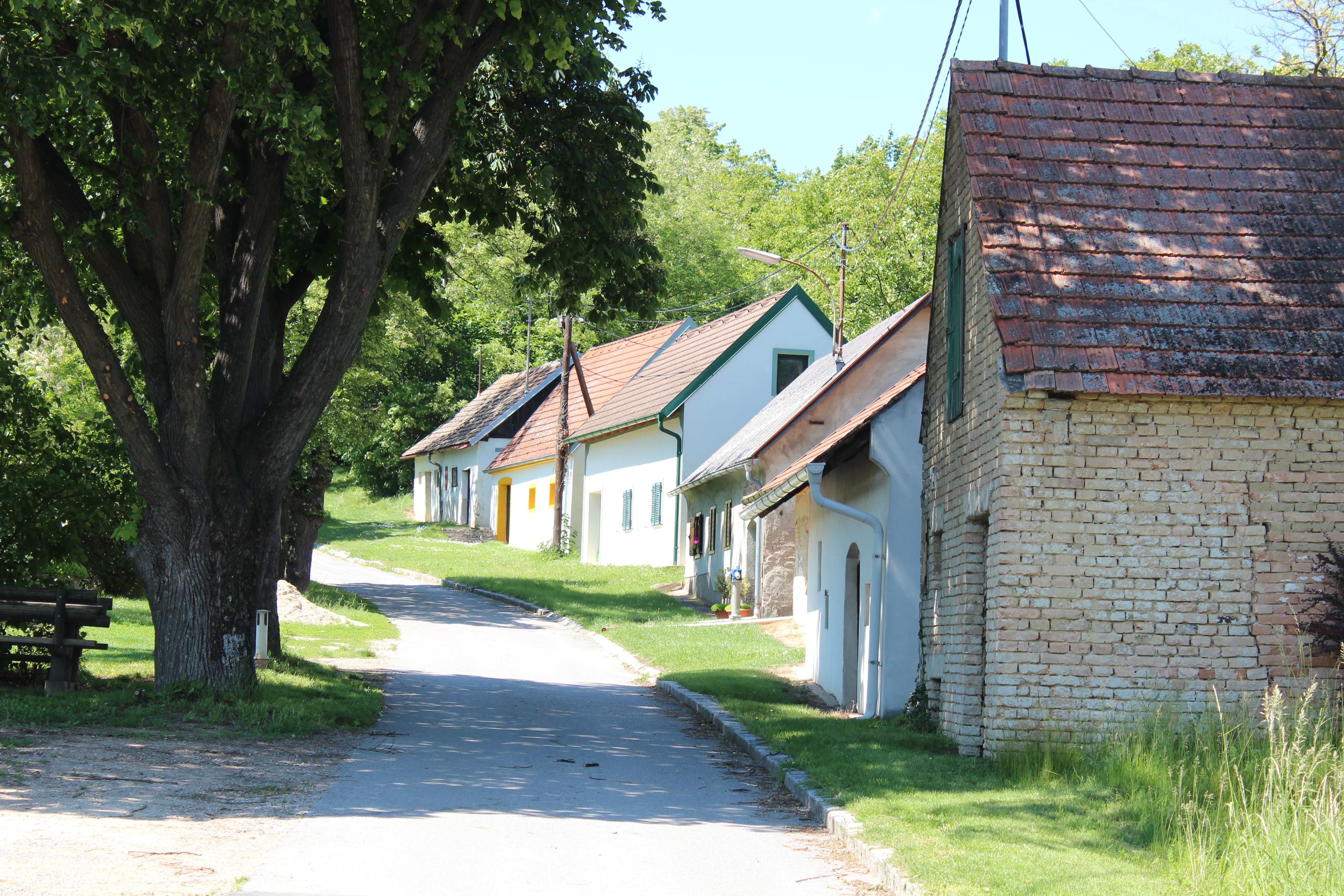 Eine malerische Kellergasse mit traditionellen Weinkellern und einem großen Baum im Vordergrund.