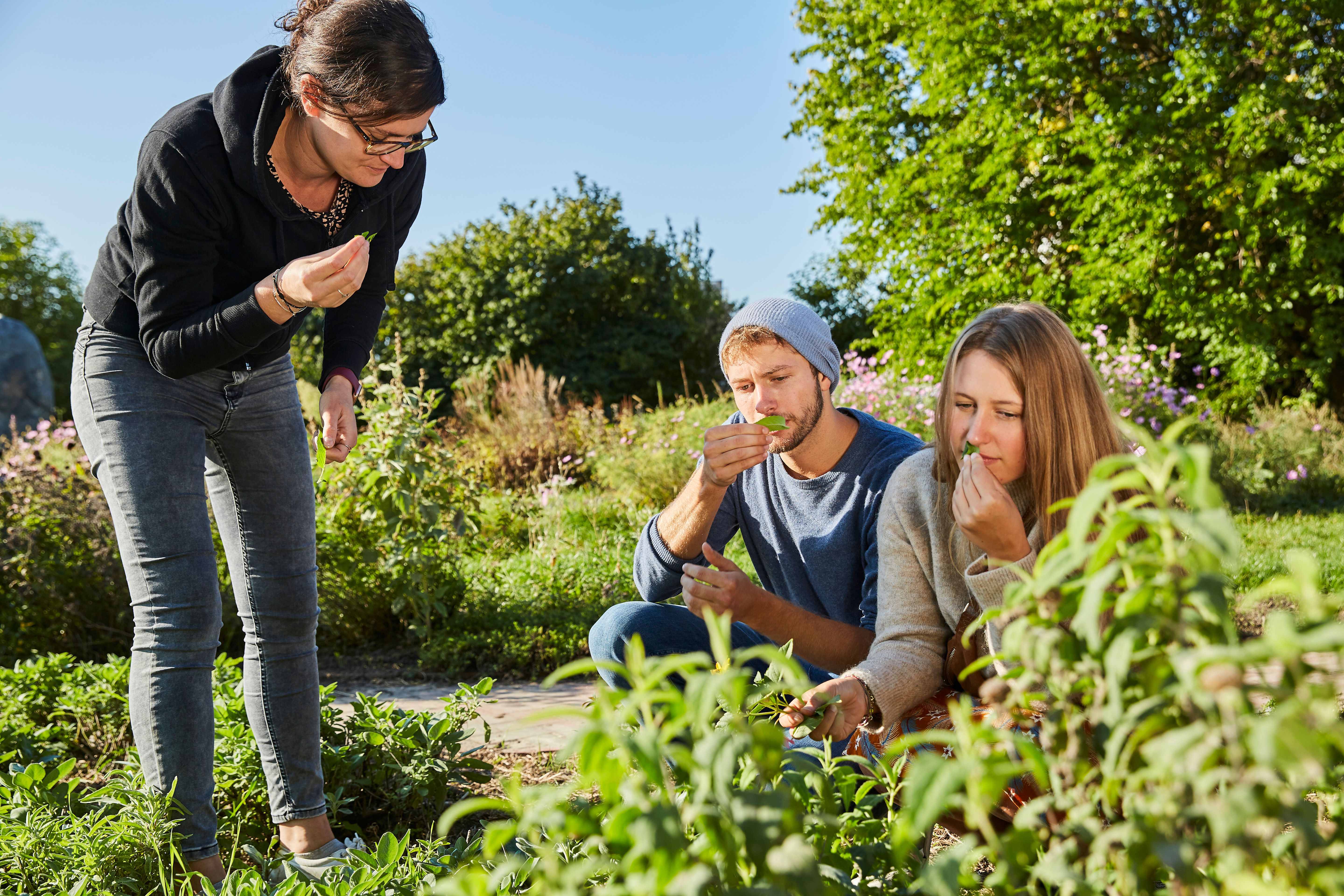 Drei Personen inspizieren Pflanzen in einem Garten.