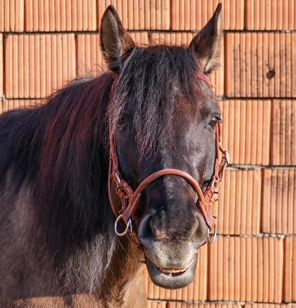 Nahaufnahme eines schwarzen Pferdes mit braunem Zaumzeug vor einer Ziegelwand.