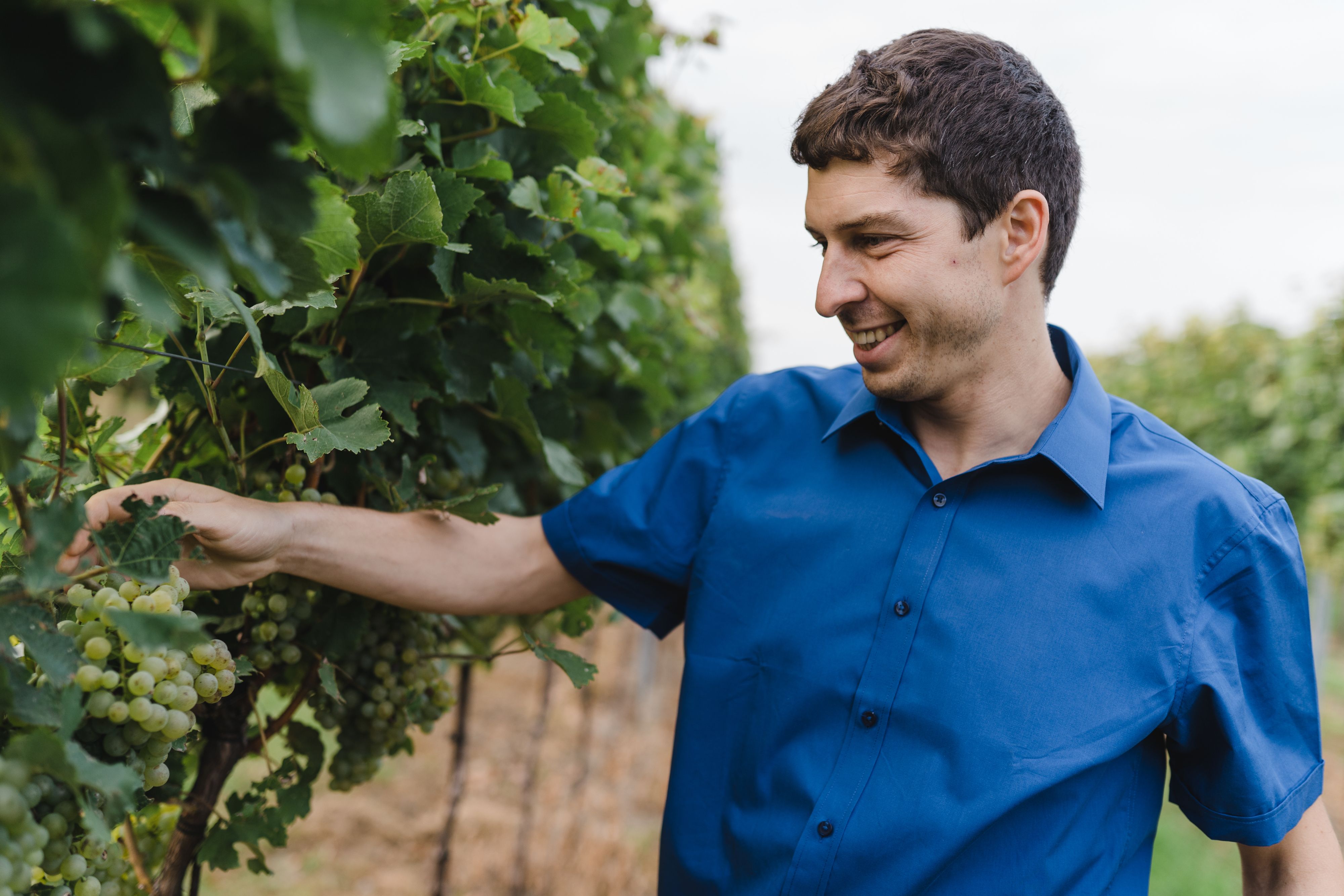 Person in blue shirt checking grapes in the vineyard.