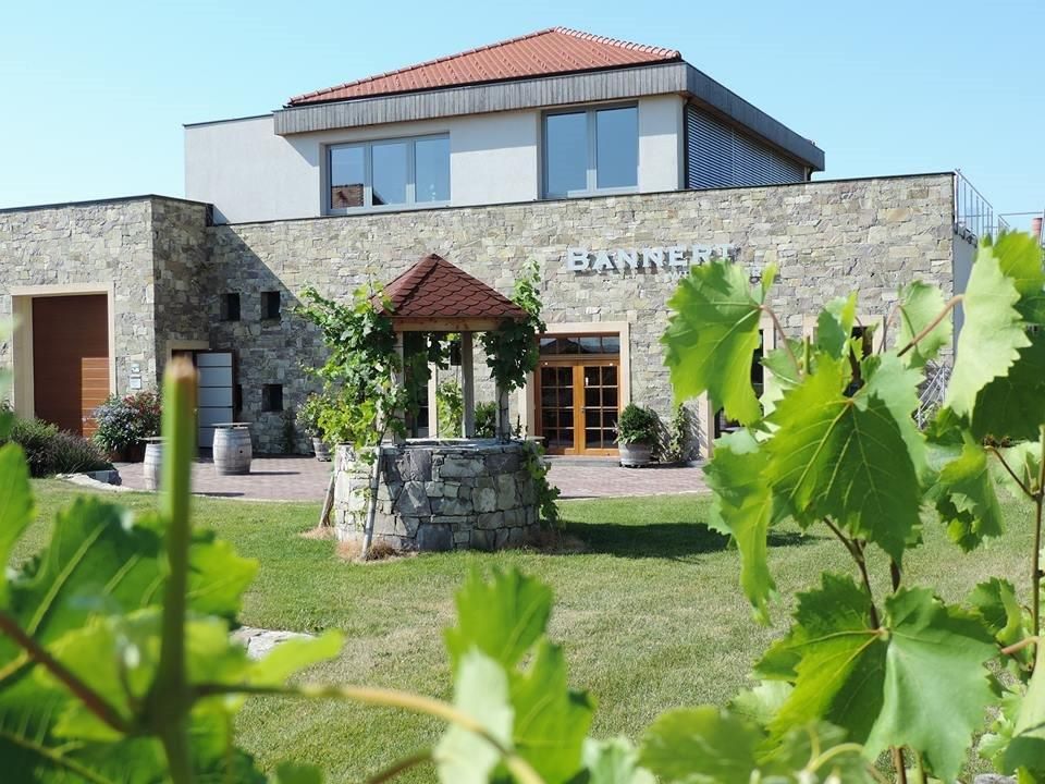 Weingut Bannert mit Steinmauer und Reben im Vordergrund.