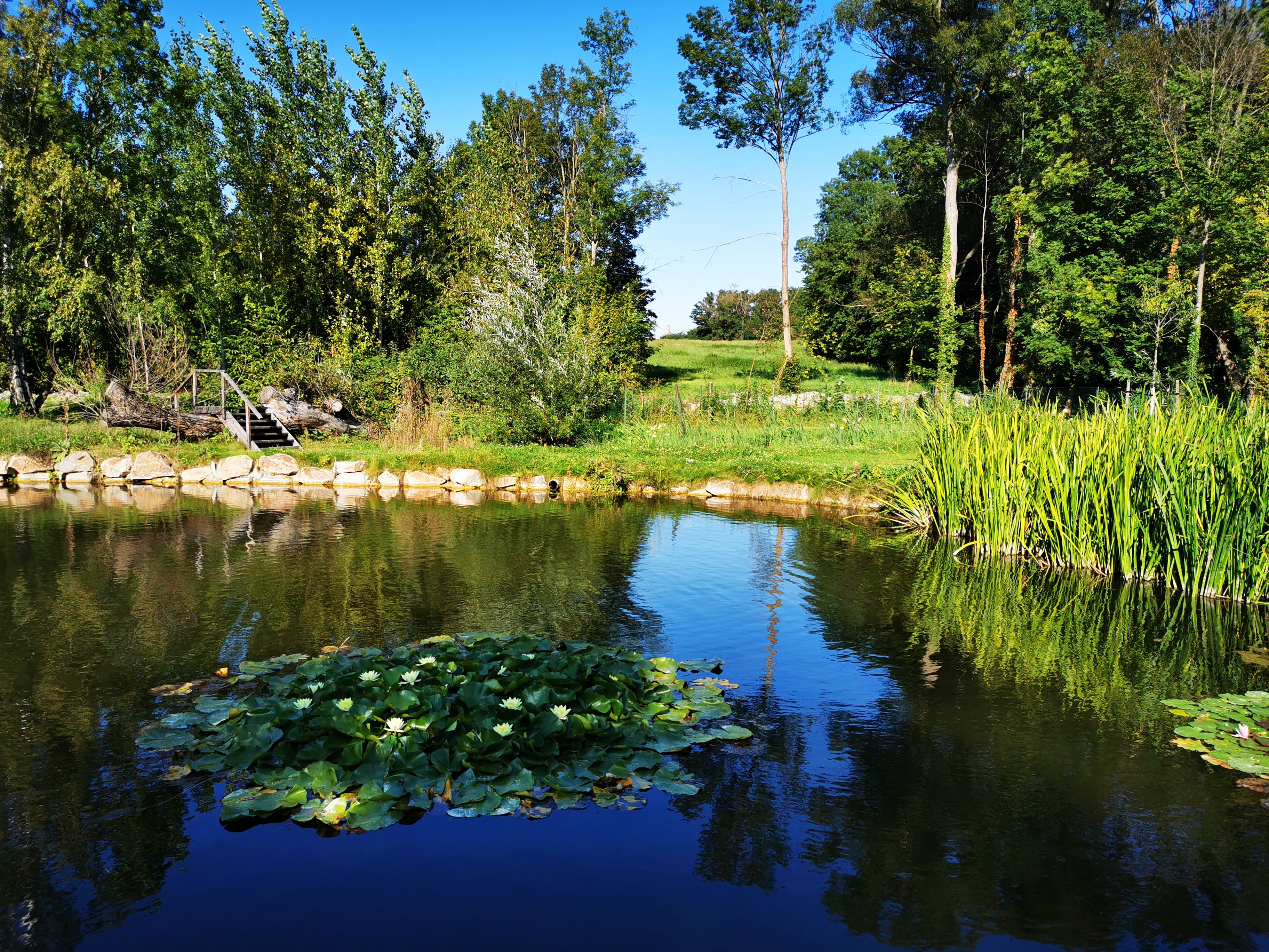 Ein Teich mit Seerosen, umgeben von Bäumen und Schilf, unter einem klaren blauen Himmel.