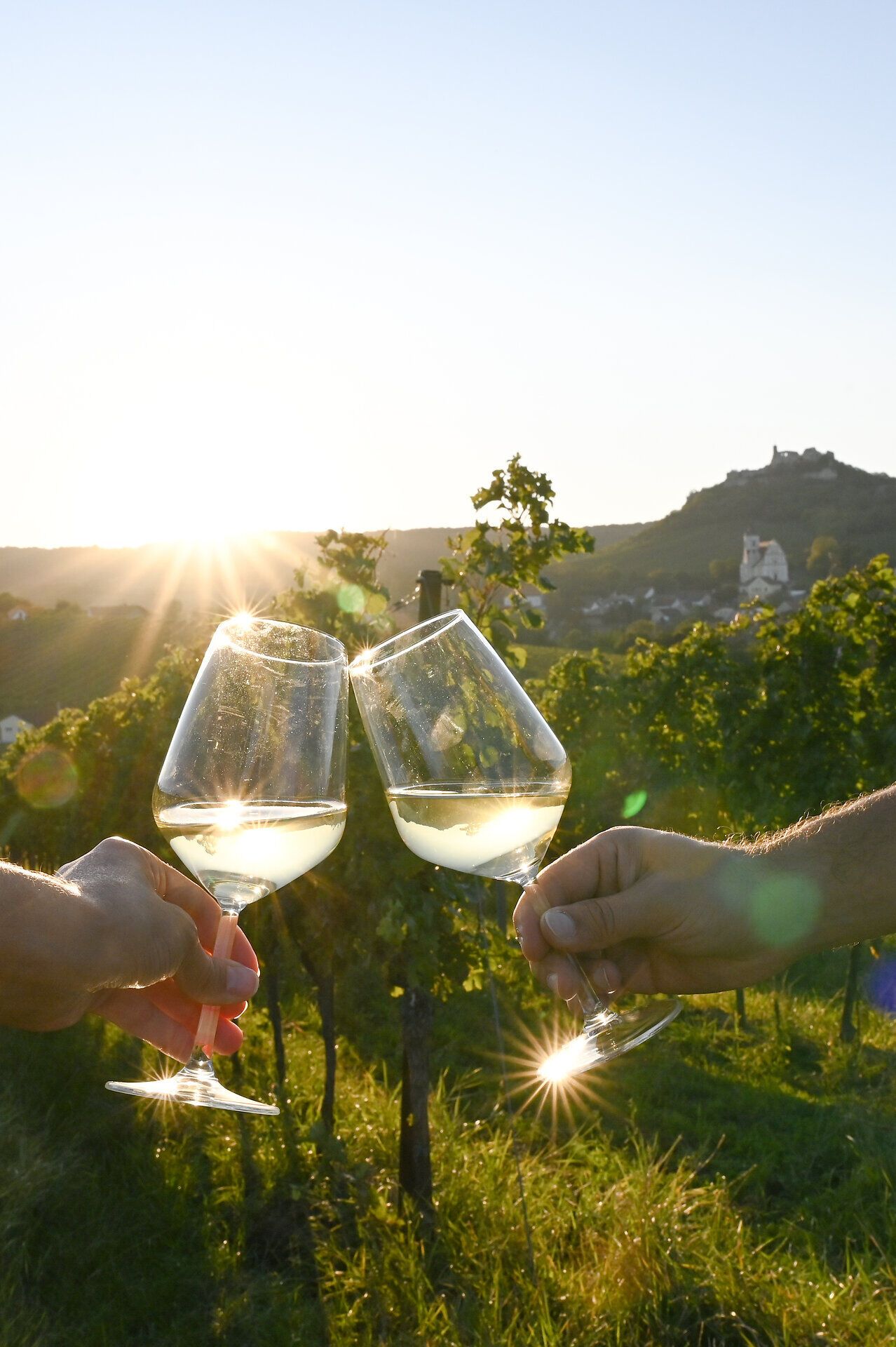 In der goldenen Abendsonne stoßen zwei Gläser mit frischem Wein an, während die sanften Hügel der Weinregion im Hintergrund leuchten. Die Atmosphäre ist erfüllt von der Freude des Weinherbstes, wo die Trauben reif für die Ernte sind und die Natur in voller Pracht erstrahlt.