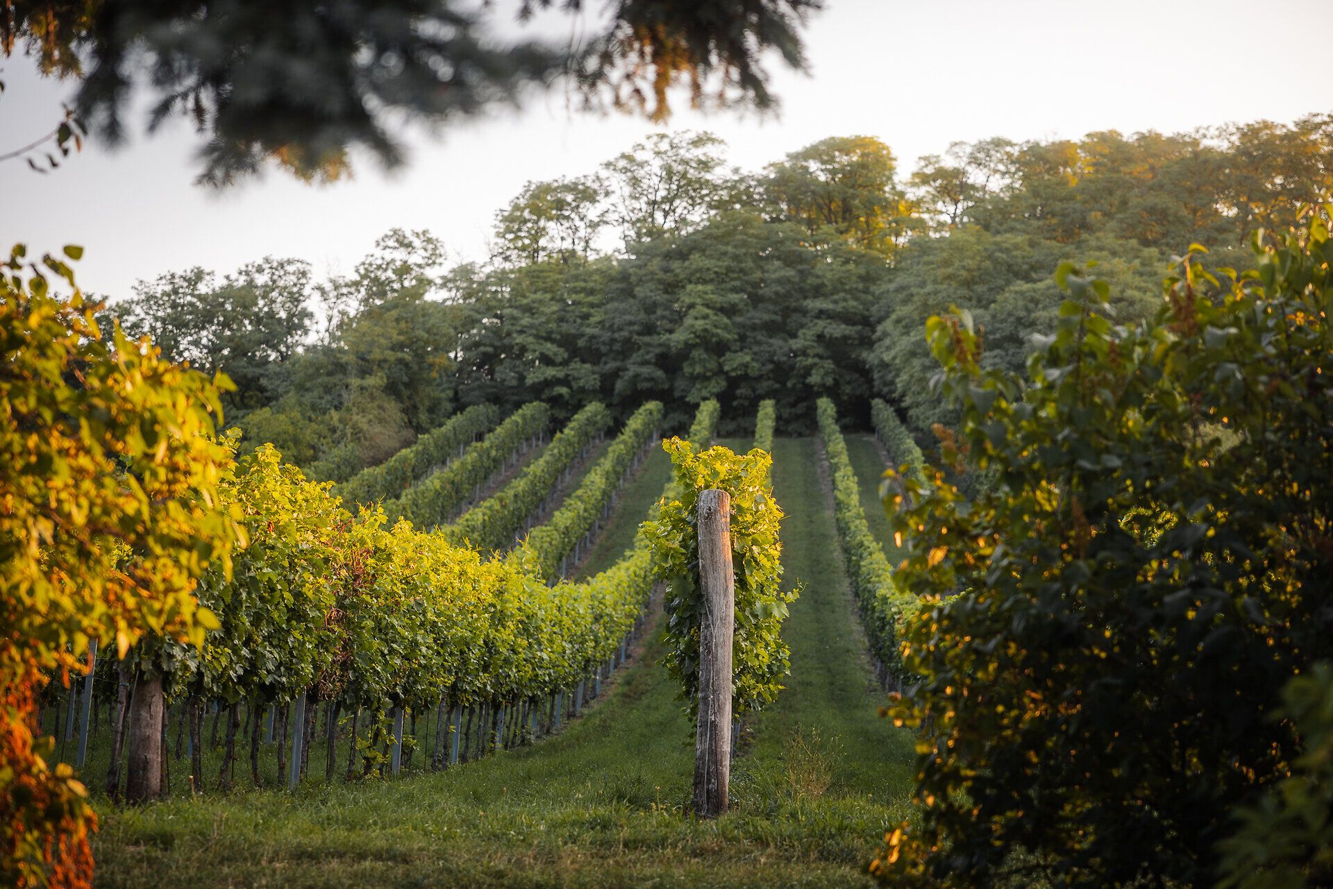 Rebstöcke schmiegen sich in einem Weingarten ins sanft-hügelige Landschaftsgefüge des Weinviertels ein.