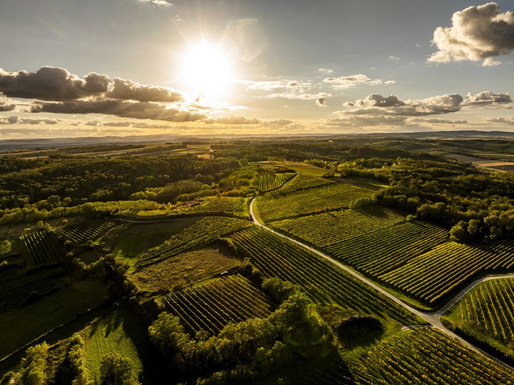 Luftaufnahme eines Weinguts bei Sonnenuntergang mit grünen Weinreben und bewaldeten Flächen.