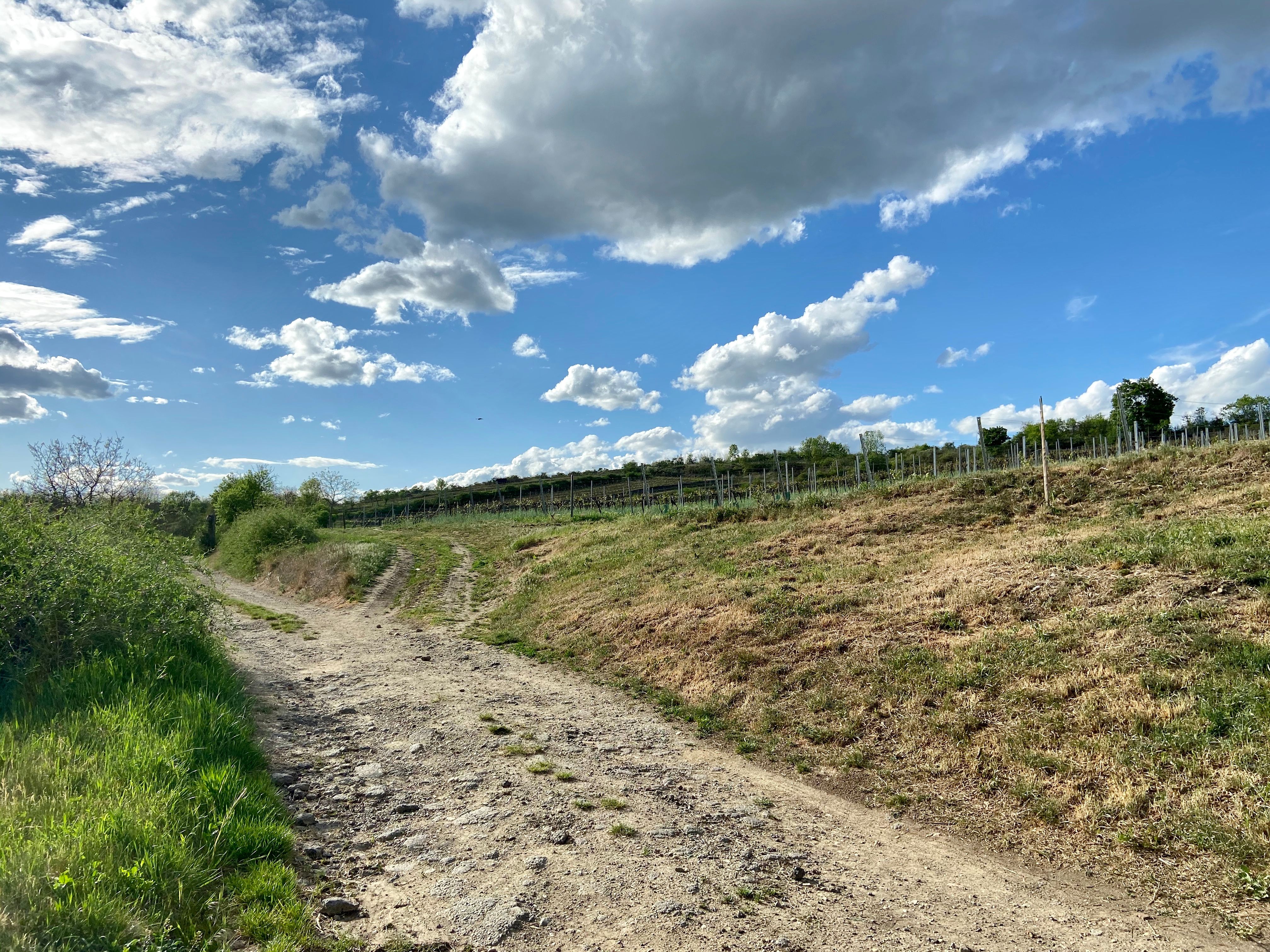 Ein ländlicher Weg im Weinviertel mit Weinreben und blauem Himmel.
