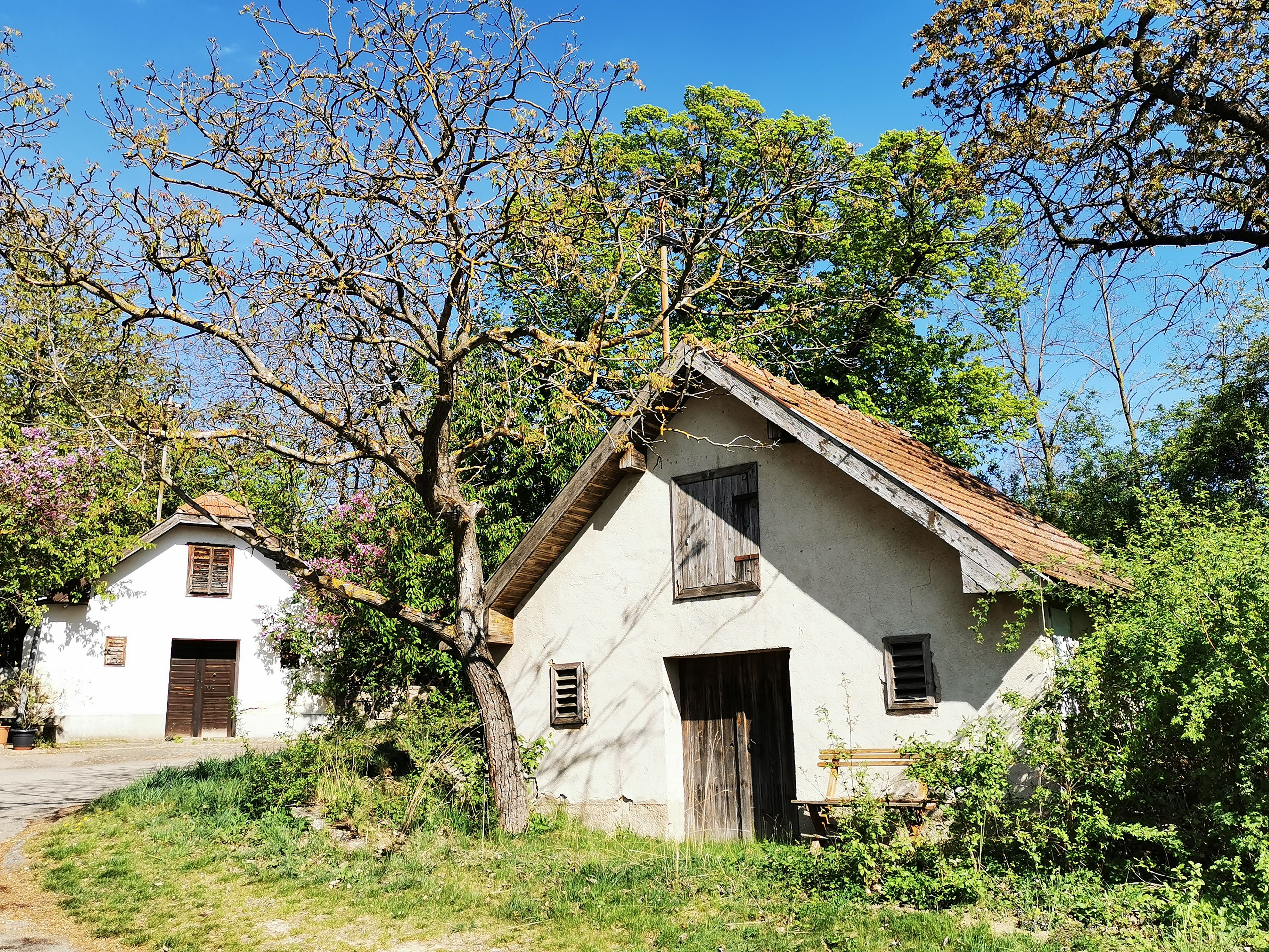 Zwei kleine, traditionelle Weinkeller in einer grünen Umgebung mit blühenden Bäumen und blauem Himmel.