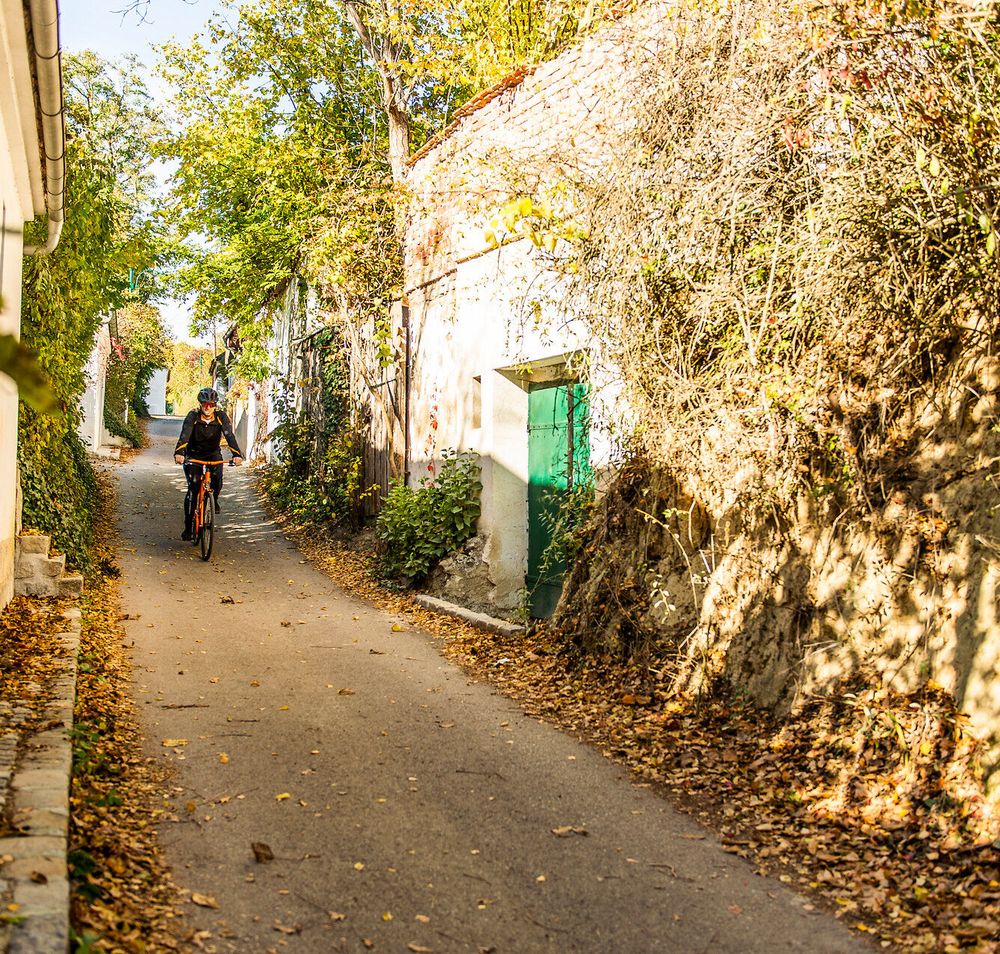 Die sanfte Hügellandschaft lädt zu einer entspannten Radtour ein, während die bunten Blätter der Bäume im warmen Licht der Sonne leuchten. Entlang der Kellergasse entfaltet sich ein malerisches Bild, das die Schönheit der Natur und die Ruhe der Umgebung perfekt einfängt.