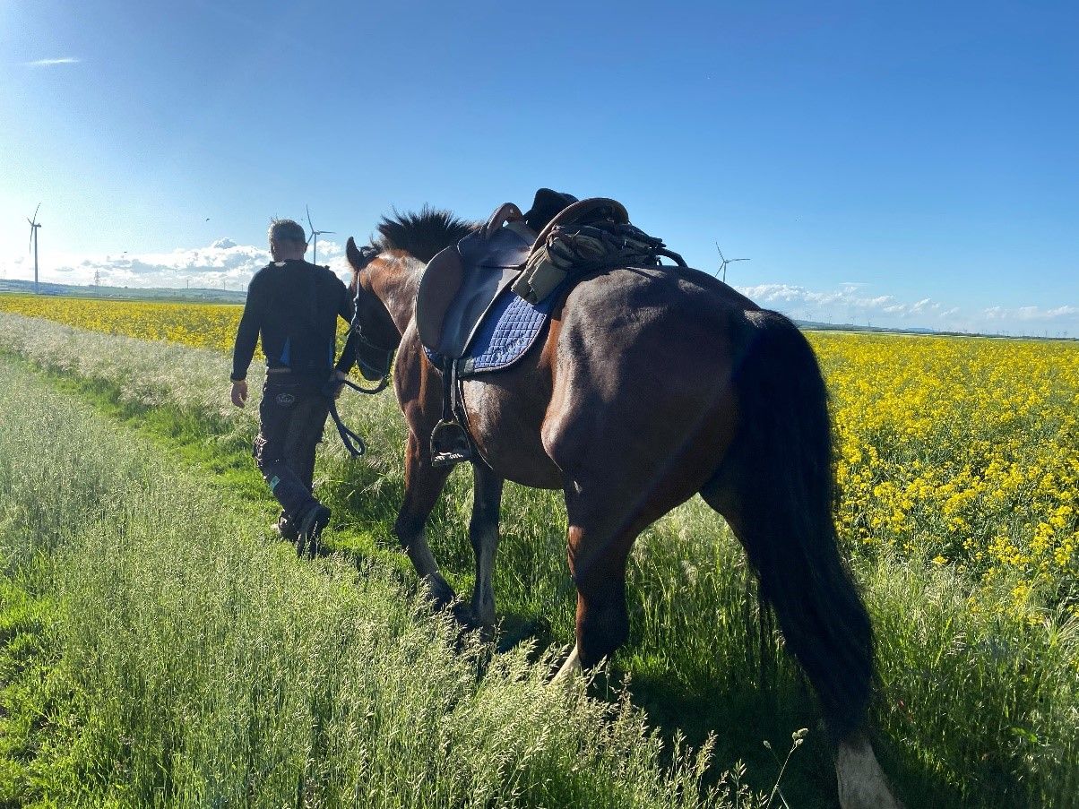 Person führt ein Pferd auf einem Feldweg neben einem blühenden Rapsfeld, im Hintergrund Windräder und blauer Himmel.