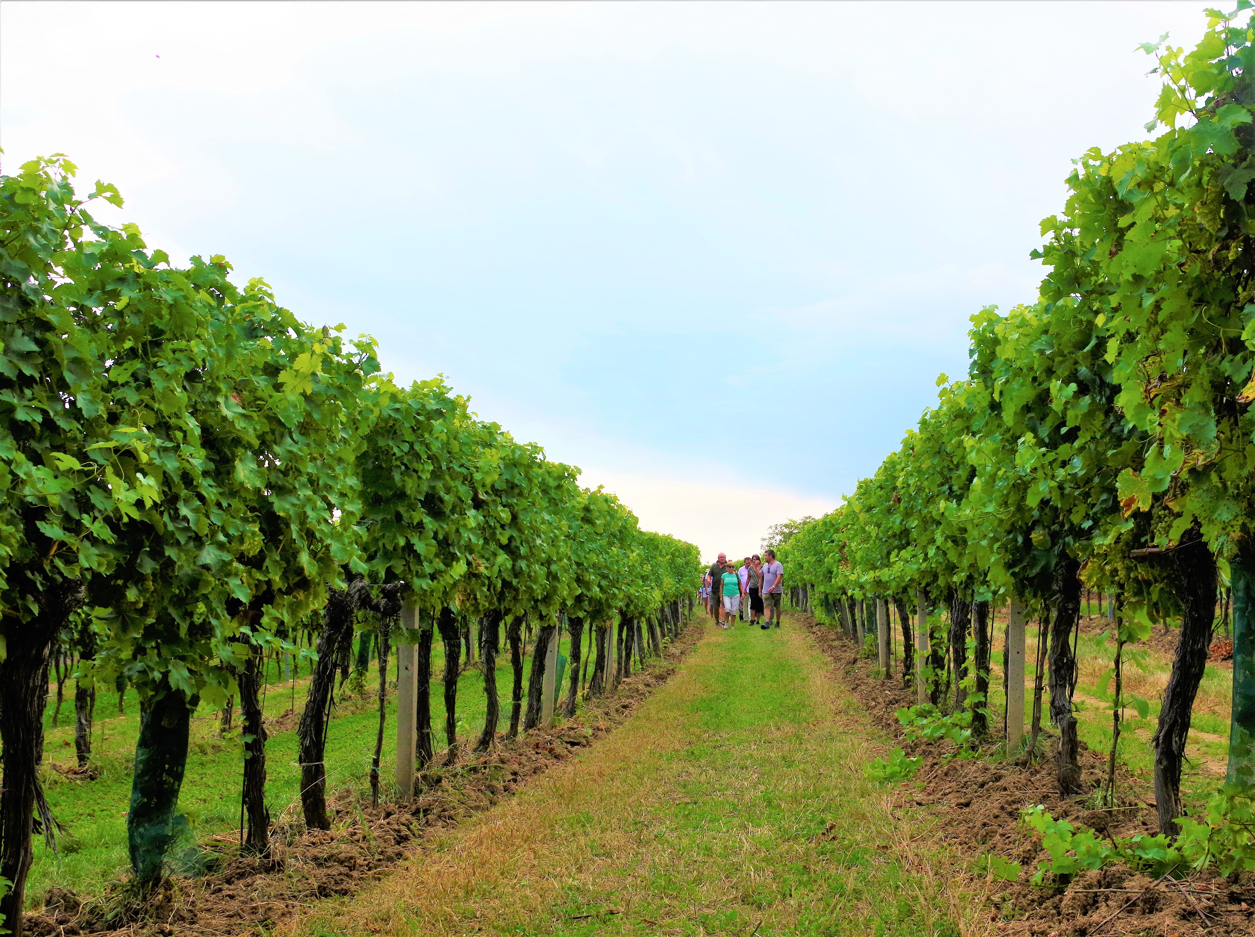 People walk through vineyards in Retzer Land.