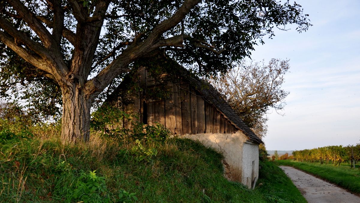Altes Presshaus in Röschitz neben einem großen Baum, umgeben von Wiesen und einem Weg.