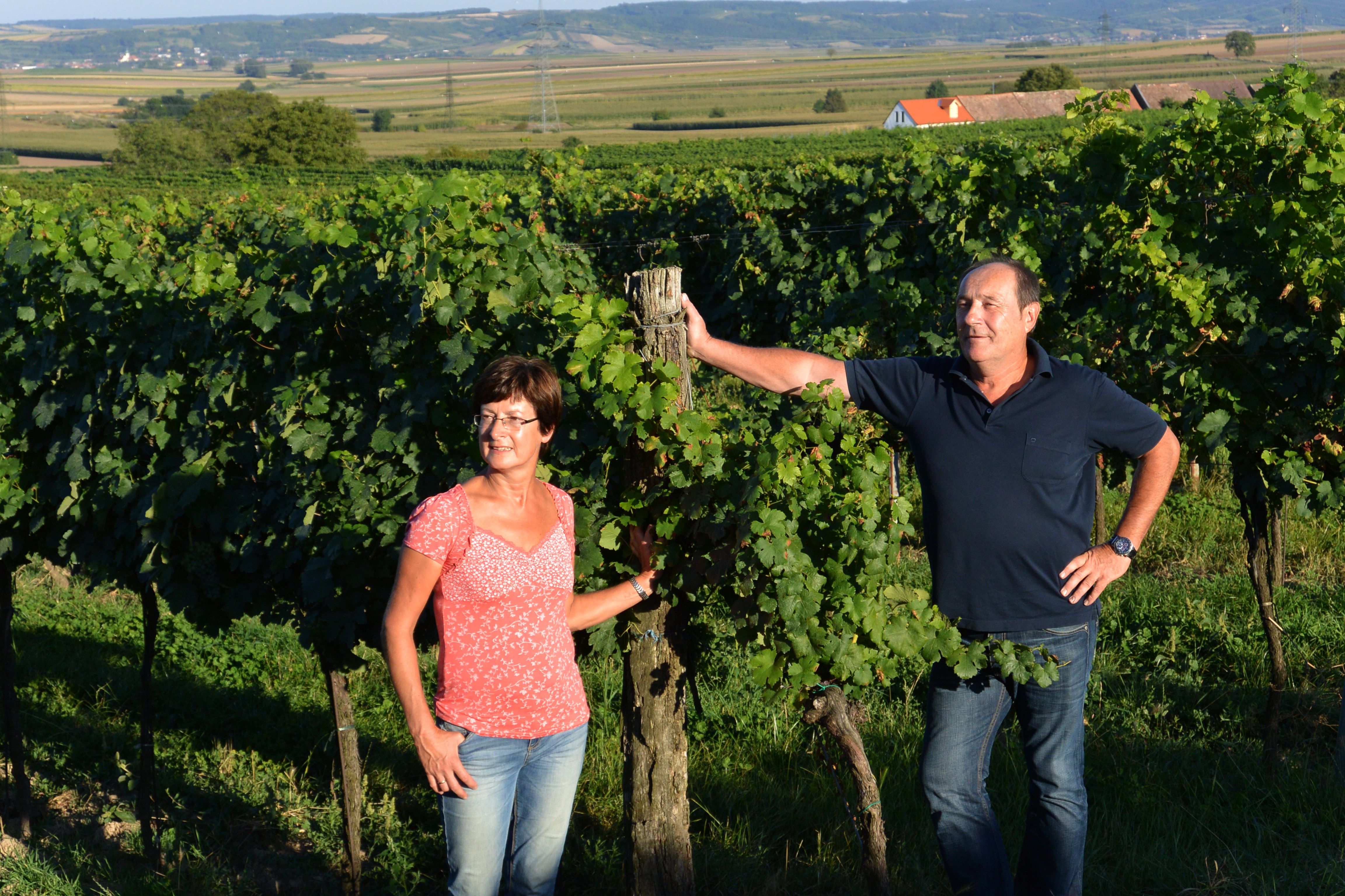 Dvaja ľudia stoja vo vinici, obklopení zeleným viničom a kopcovitou krajinou v pozadí.