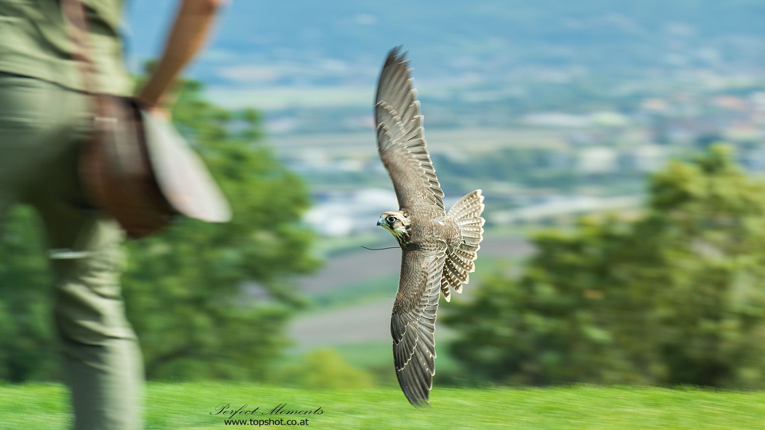 Ein Falke fliegt knapp über dem Boden, während eine Person im Hintergrund steht.