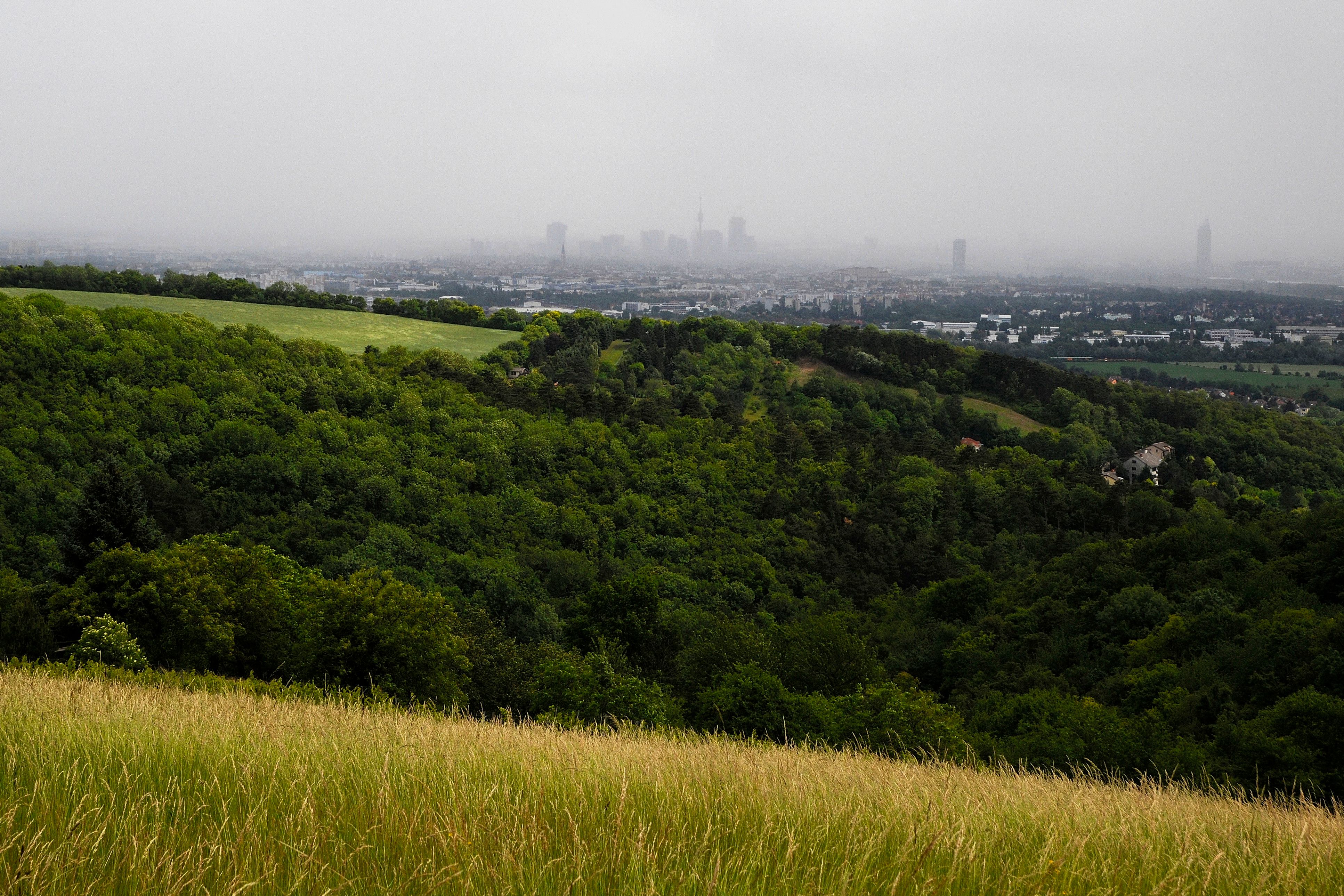 Blick vom Bisamberg auf Wien im Sommer mit grünen Wiesen und bewaldeten Hügeln im Vordergrund.