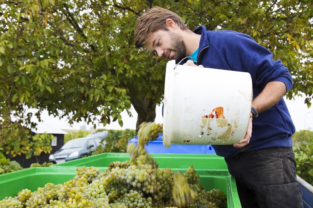 Man pours grapes from a bucket into a green crate.