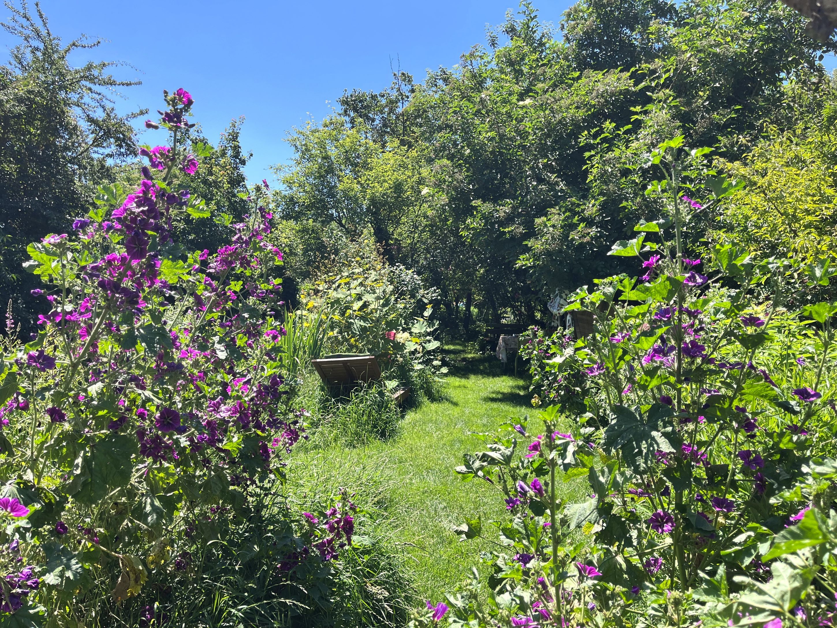 Ein blühender Garten mit lila Blumen und grünen Bäumen unter klarem, blauem Himmel.