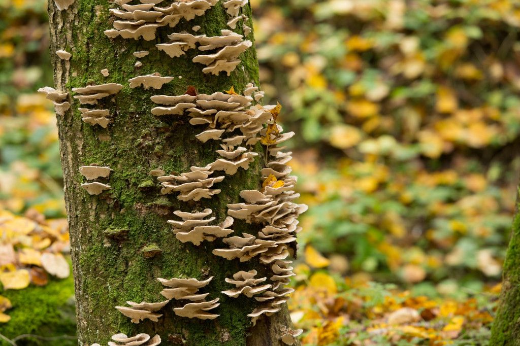 Pilze und Bäume