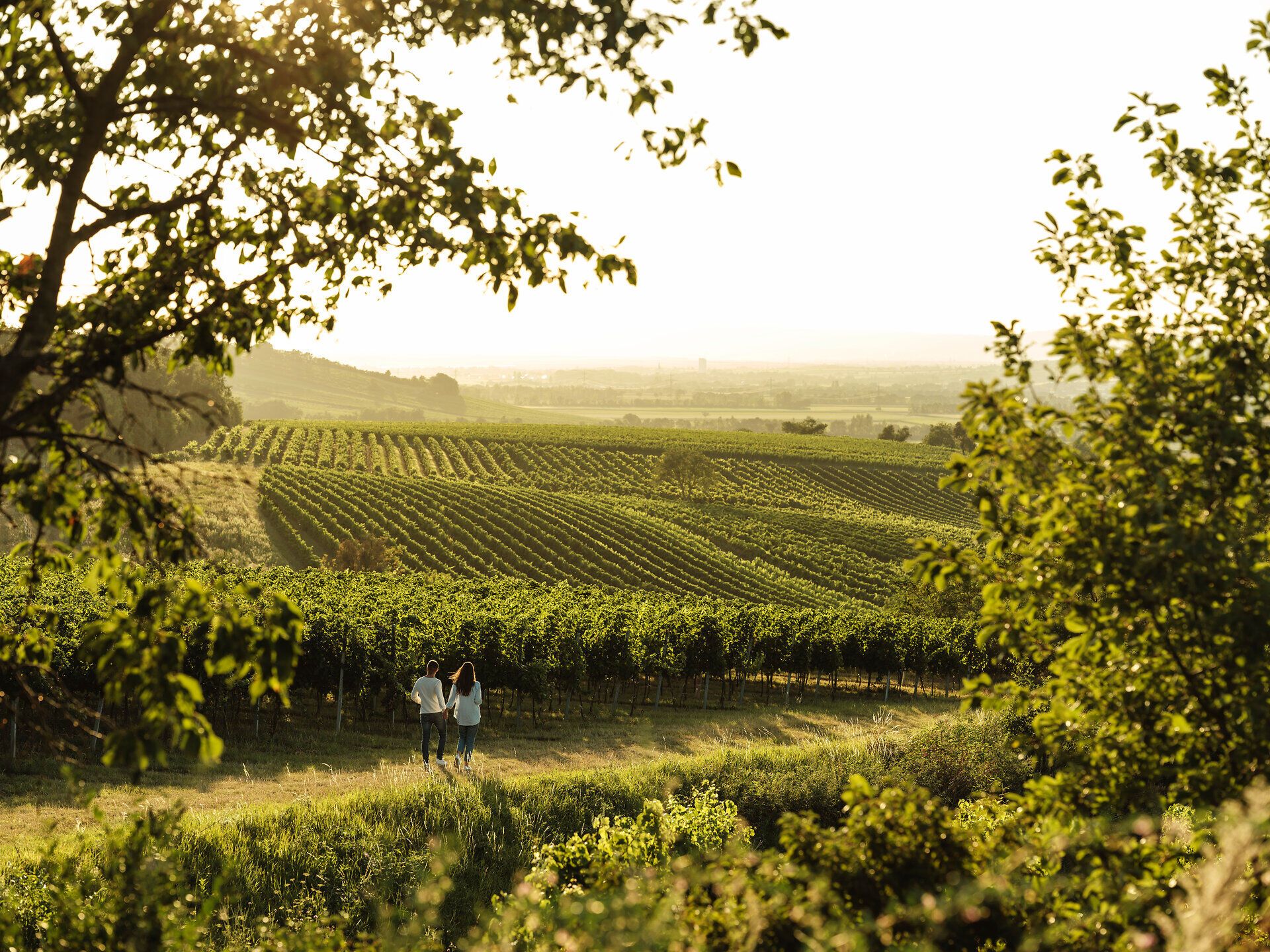 Inmitten der sanften Hügel des Weinviertels genießen zwei Freunde ein entspanntes Picknick. Umgeben von üppigen Weinreben und dem goldenen Licht der Abendsonne, laden die köstlichen Speisen und der erfrischende Wein zu einer unvergesslichen Auszeit ein.