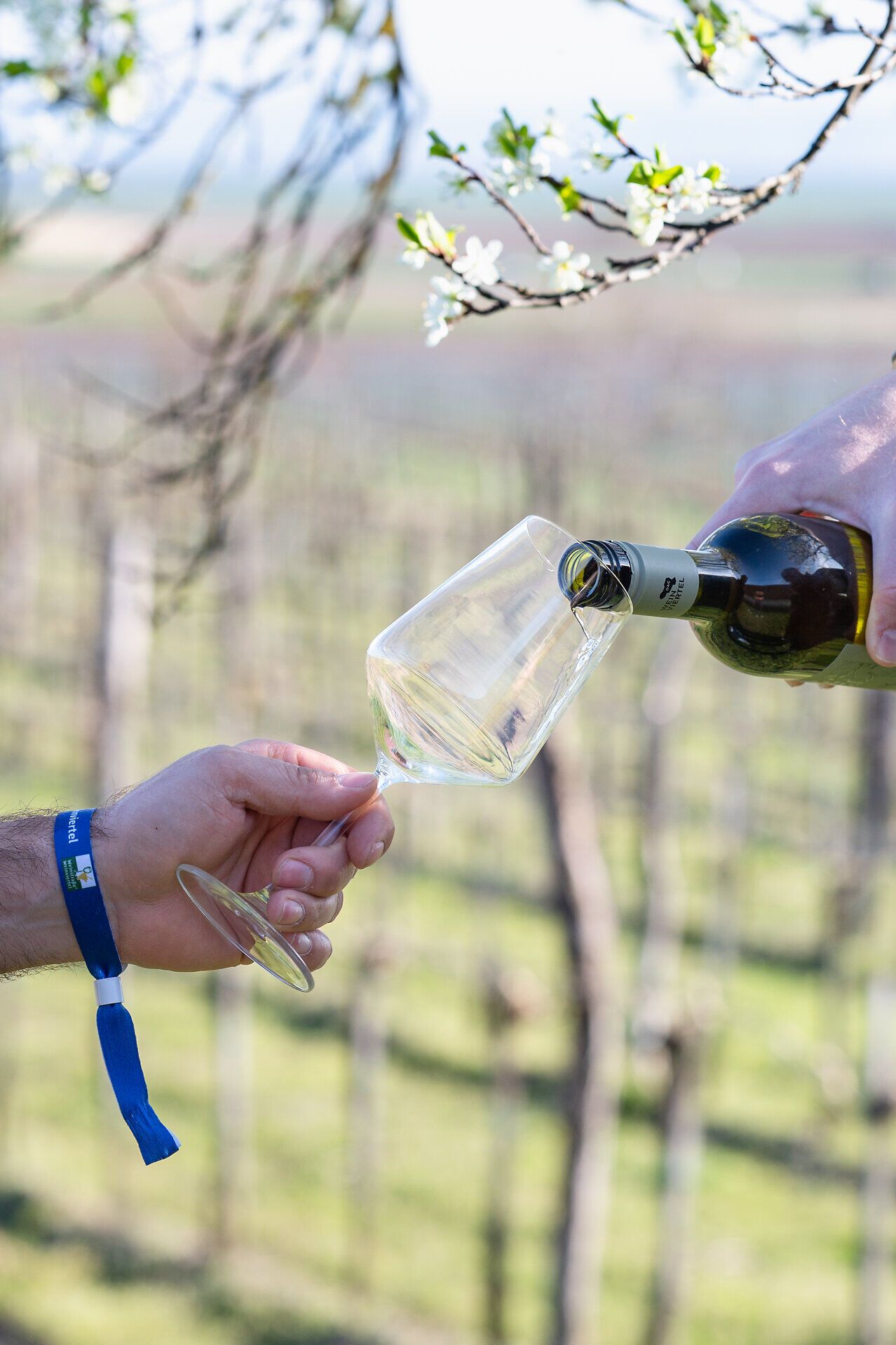 In ein Weinglas, das von einer Hand mit Weintour-Verkostungsband gehalten wird, wird Weißwein eingeschenkt.