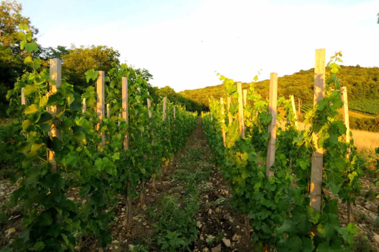 Weinreben in einem Weinberg bei Sonnenuntergang.