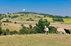 Sanfte Hügel und weite Felder prägen die idyllische Landschaft des Naturparks. Schafe grasen friedlich auf den Wiesen, während im Hintergrund die markanten Kuppen der Berge aufragen. Hier erleben Besucher die Ruhe und Schönheit der Natur in vollen Zügen.