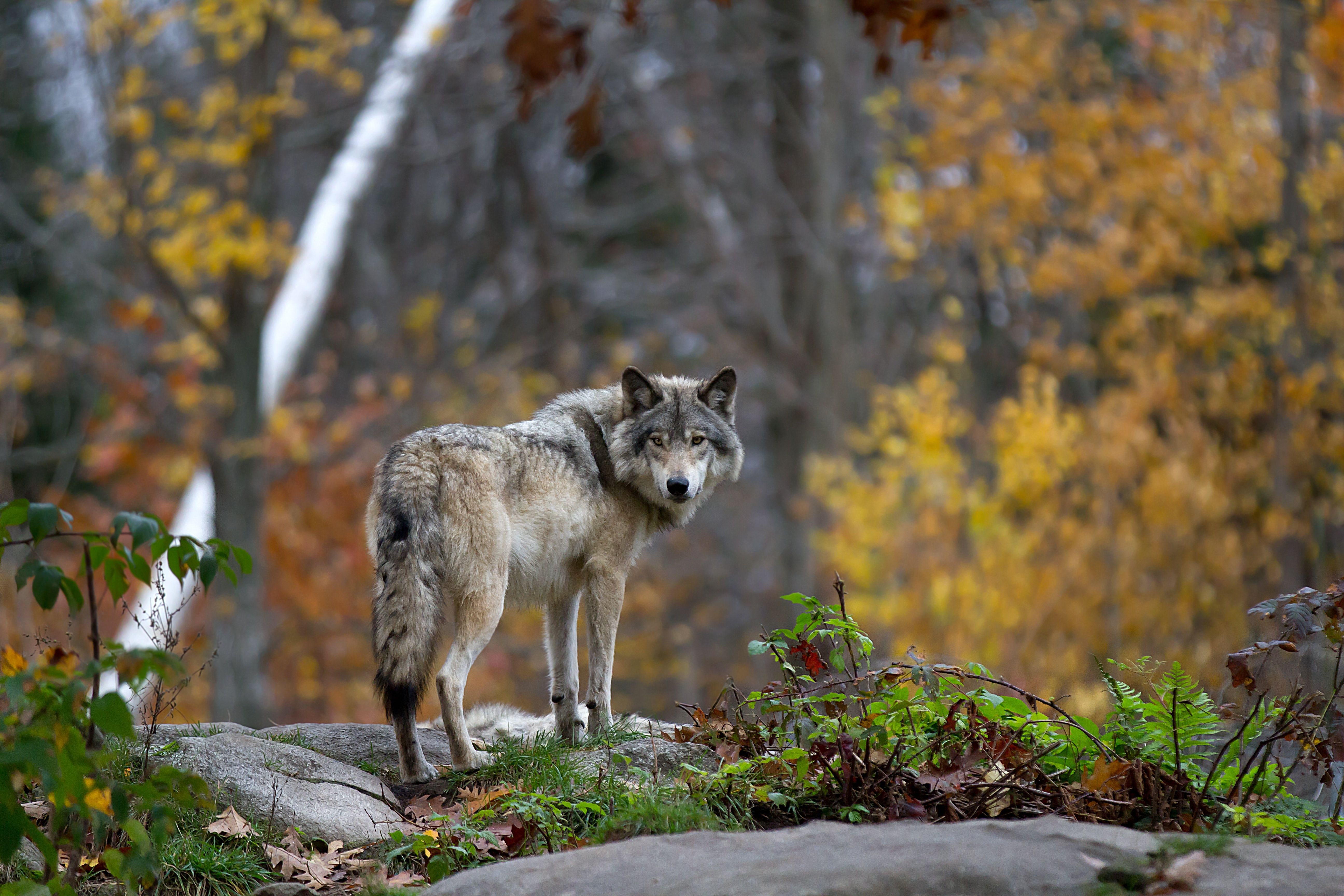 Ein Wolf steht auf einen felsigen Hügel und schaut an einem regnerischen Tag im Herbst in Quebec, Ca