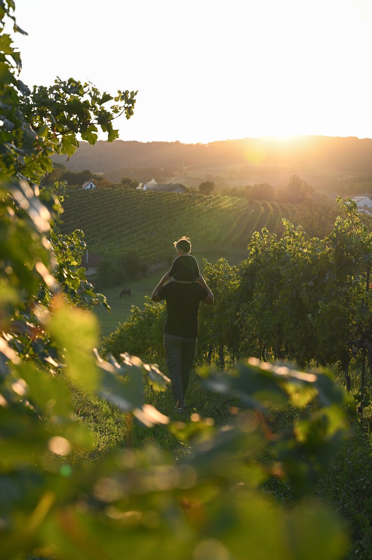 In den sanften Hügeln des Weinviertels strahlt die Abendsonne über die Weinreben und taucht die Landschaft in goldenes Licht. Ein Vater trägt sein Kind auf den Schultern, während sie gemeinsam die malerische Aussicht genießen. Diese harmonische Szene verkörpert die Freude und Verbundenheit, die der Weinherbst in dieser Region mit sich bringt.