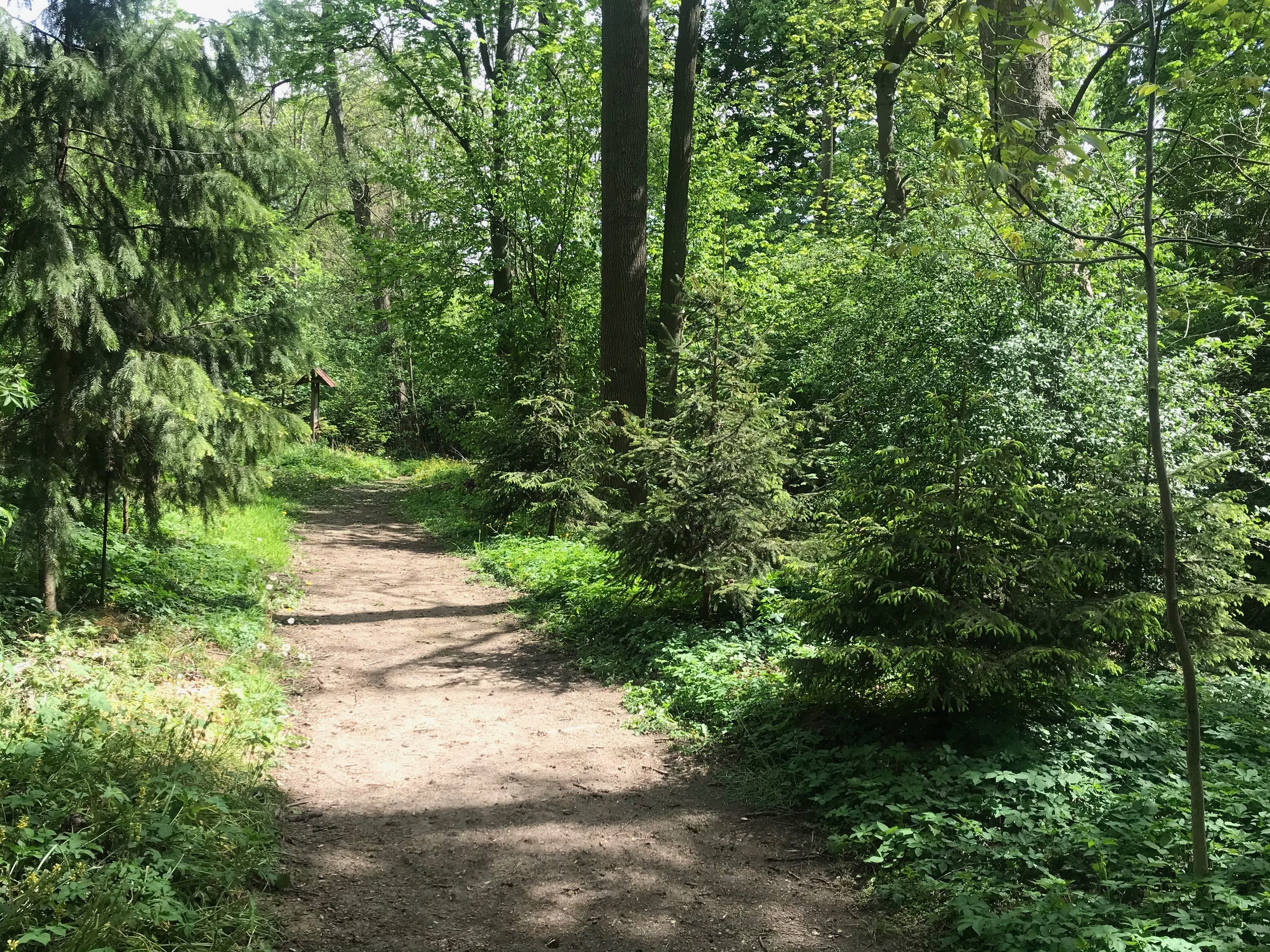 Ein Waldweg im Grünen, umgeben von Bäumen und Sträuchern, bei sonnigem Wetter.