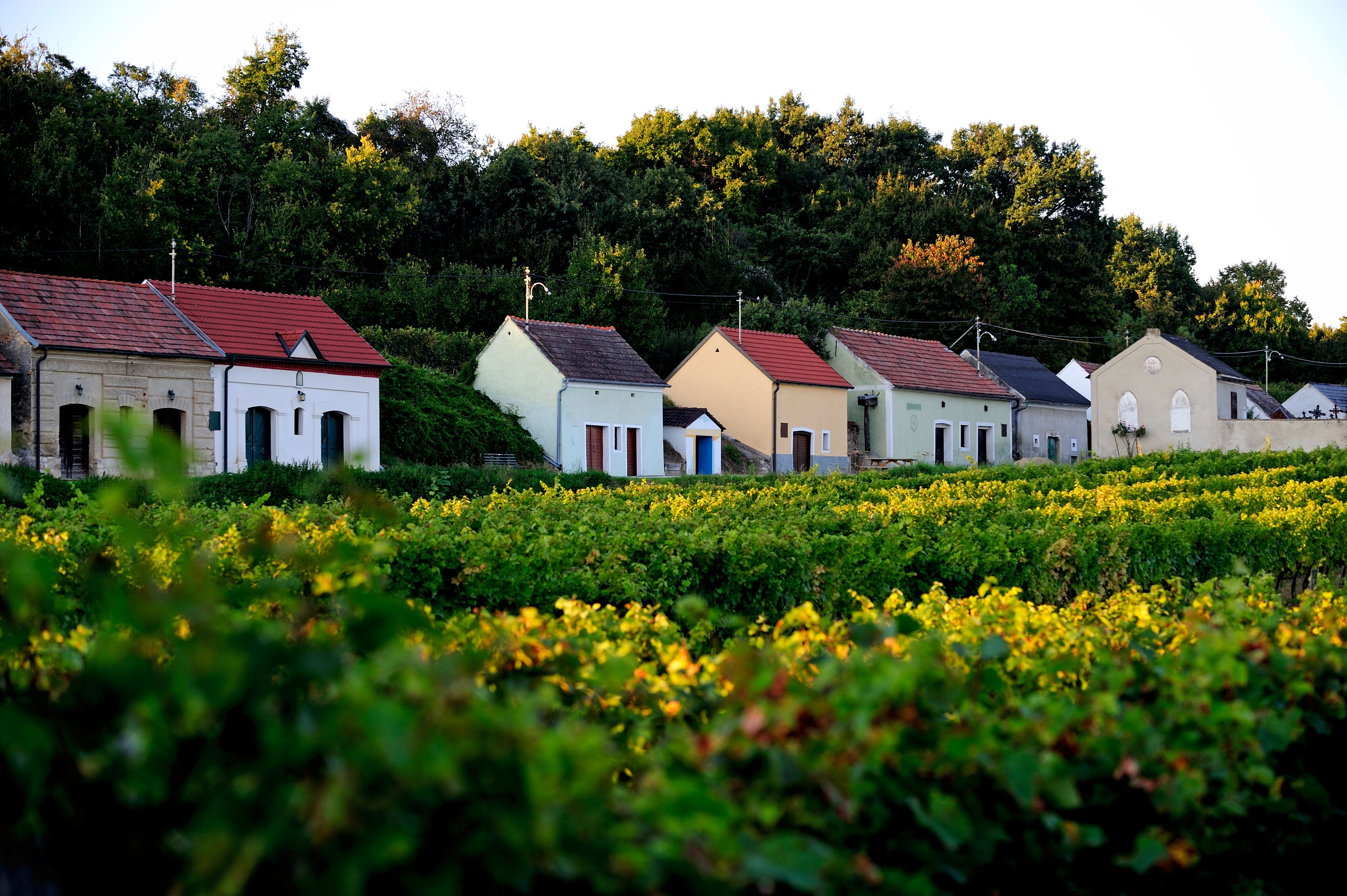 Reihe von Weinkellern in einer grünen Landschaft mit Bäumen im Hintergrund.