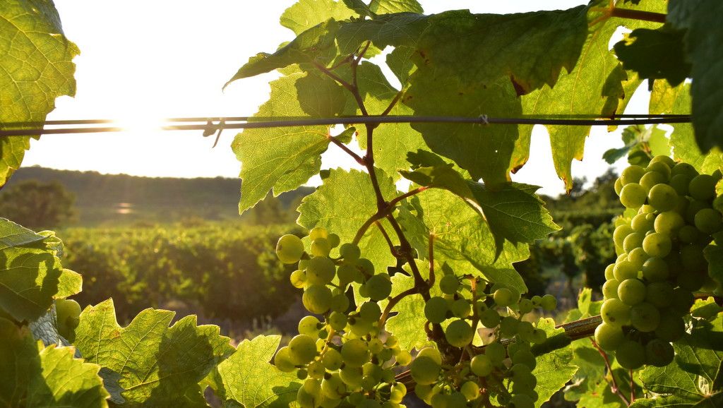 Grapes and leaves in the sunlight on a vineyard.