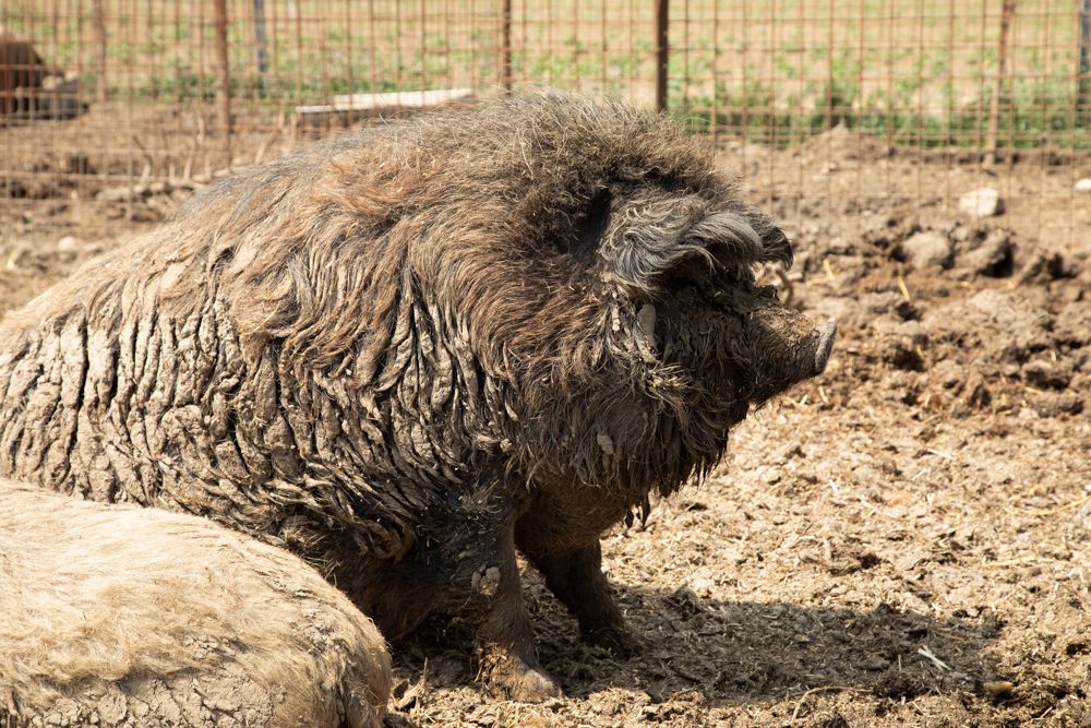 Ein Mangalitzaschwein liegt auf einem schlammigen Boden in einem Gehege.